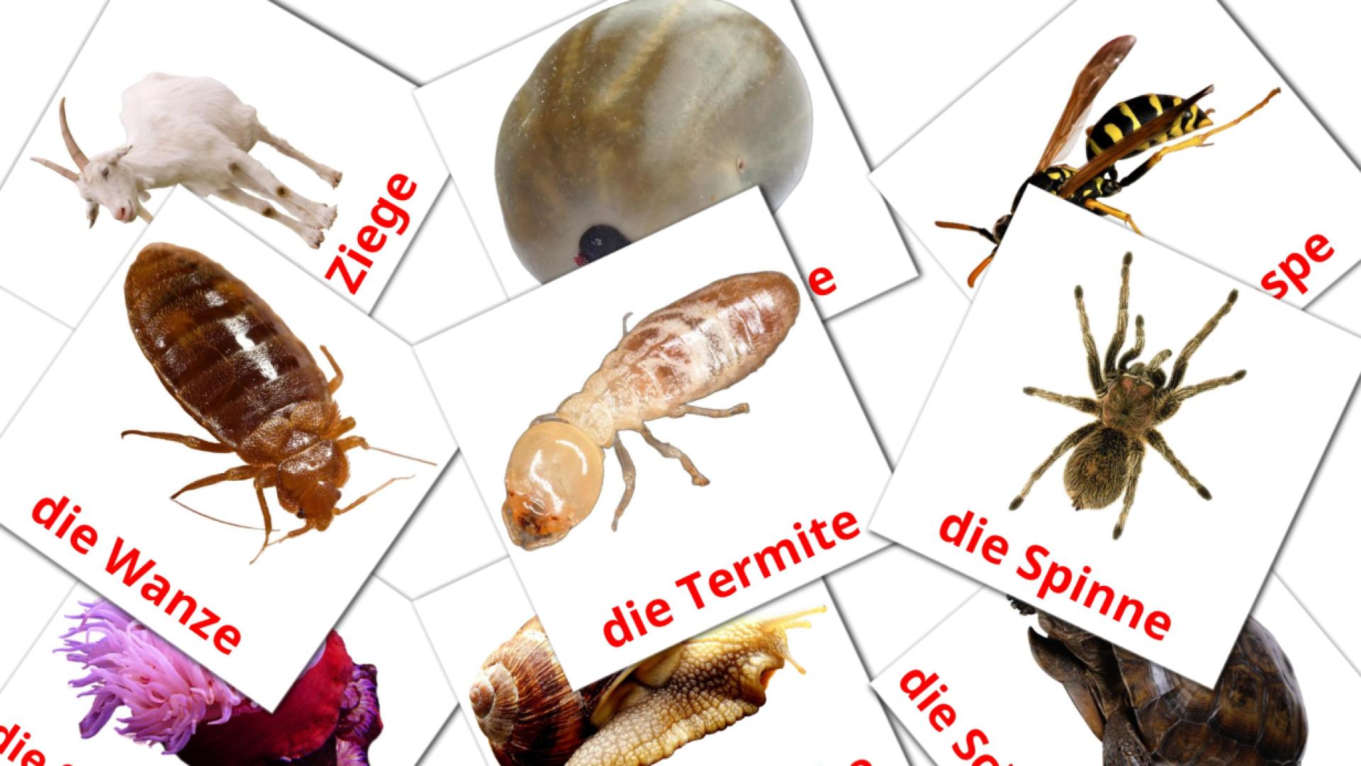 Tiere Vocabulário em alemão Flashcards