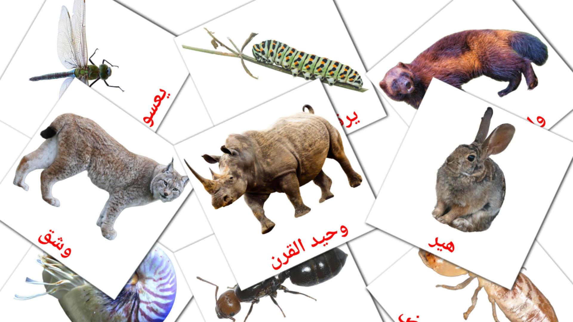 134 flashcards di حيوانات برية