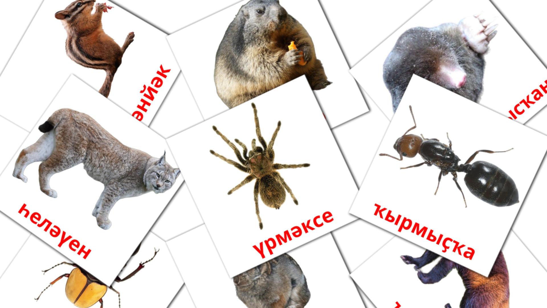Животни Vocabulário em bashkir Flashcards