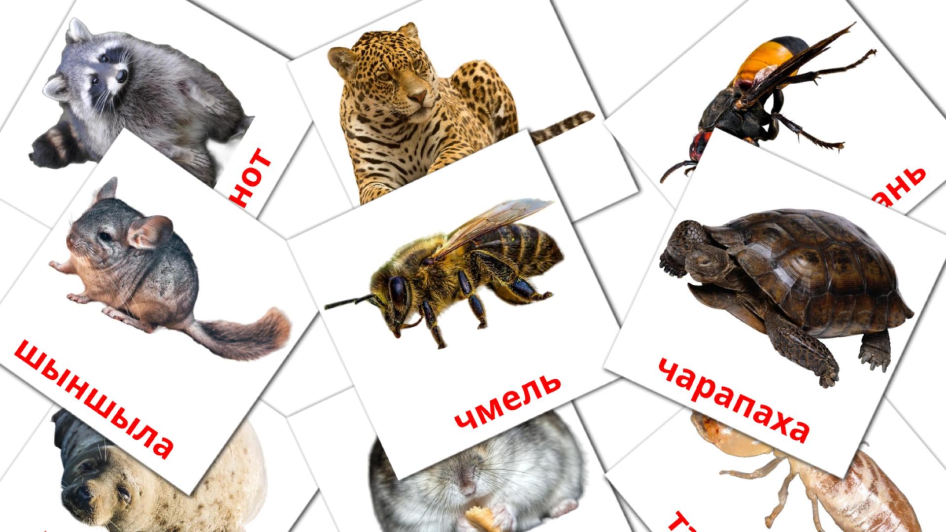 Жывёлы Vocabulário em bielorrusso Flashcards