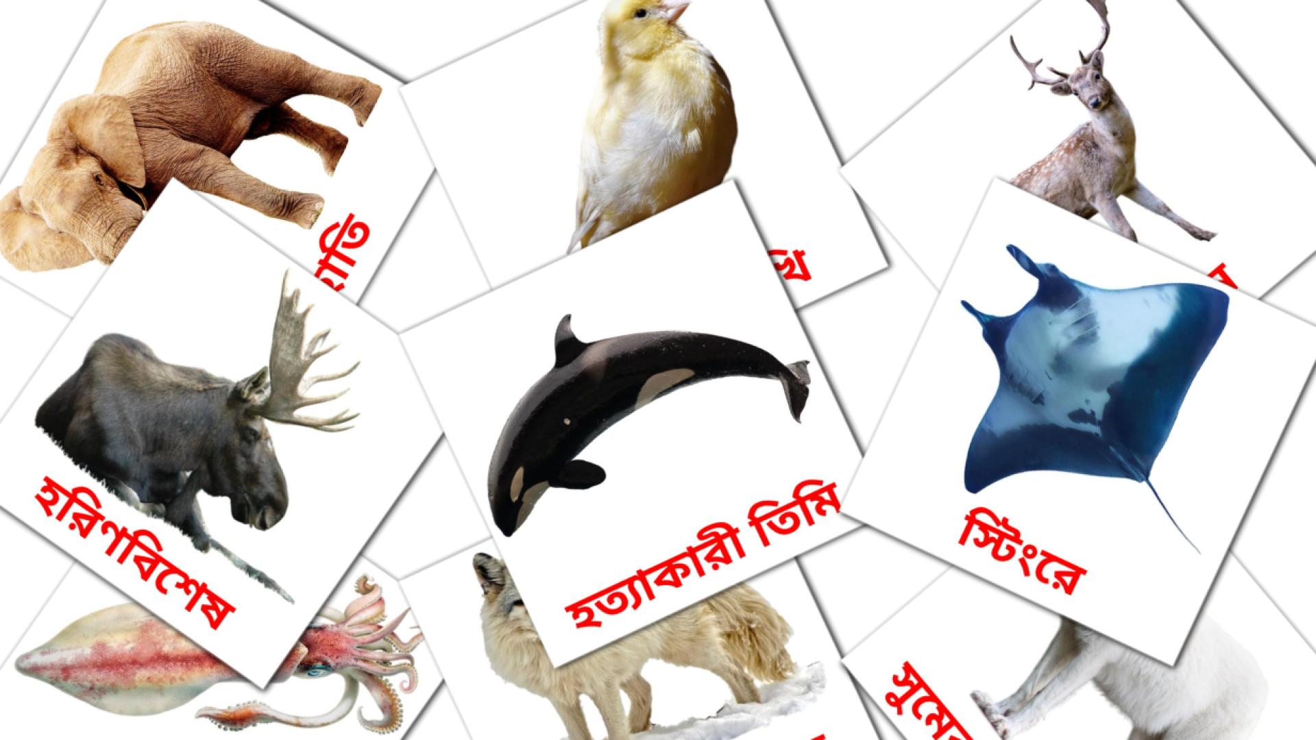 Fiches de vocabulaire bengalies sur পশু