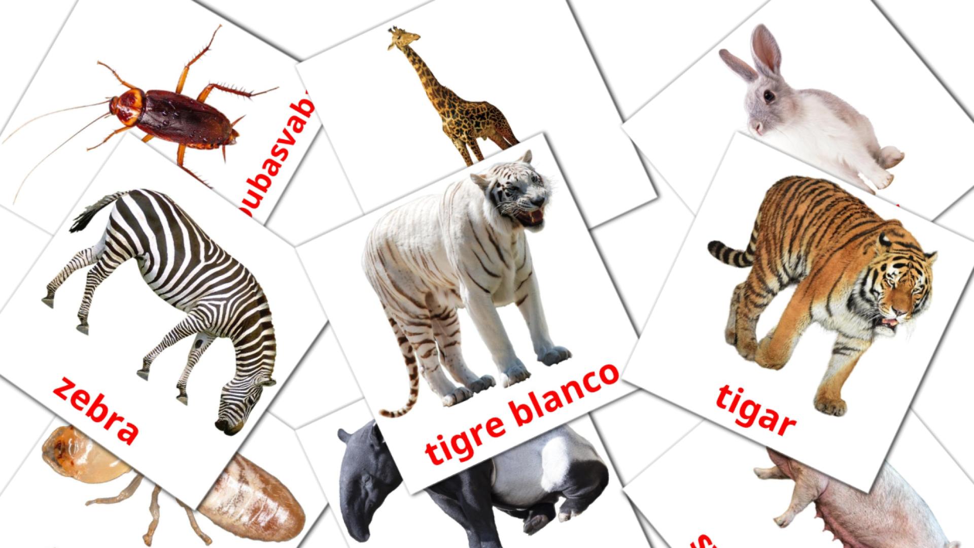 Životinje bosnisch woordenschat flashcards