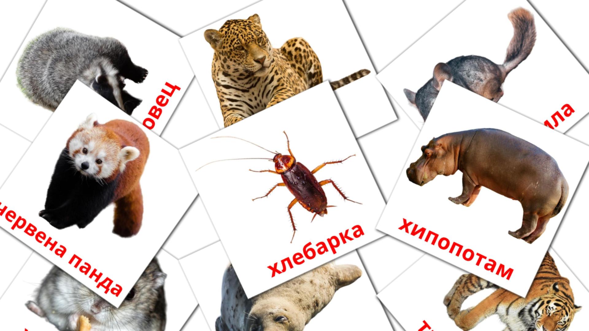134 tarjetas didacticas de Животни