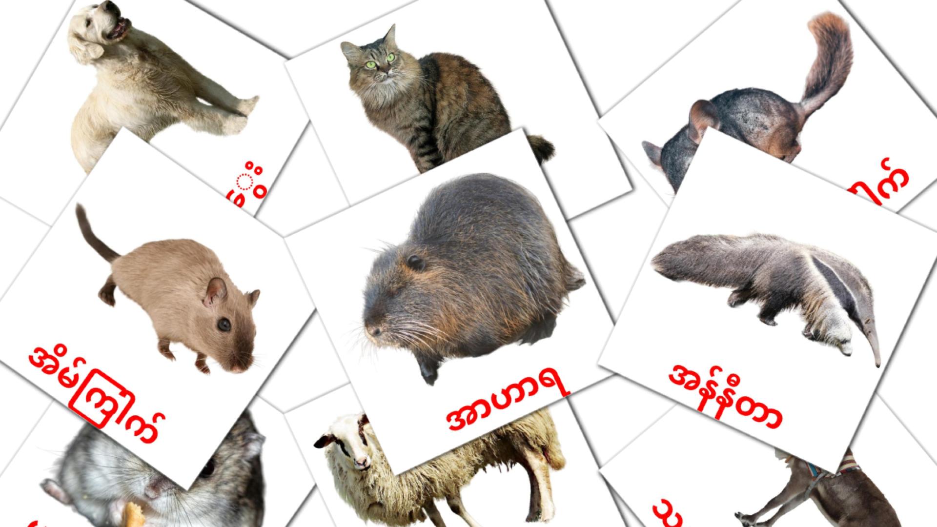 တိရစ္ဆာန်များ Vocabulário em burmês Flashcards