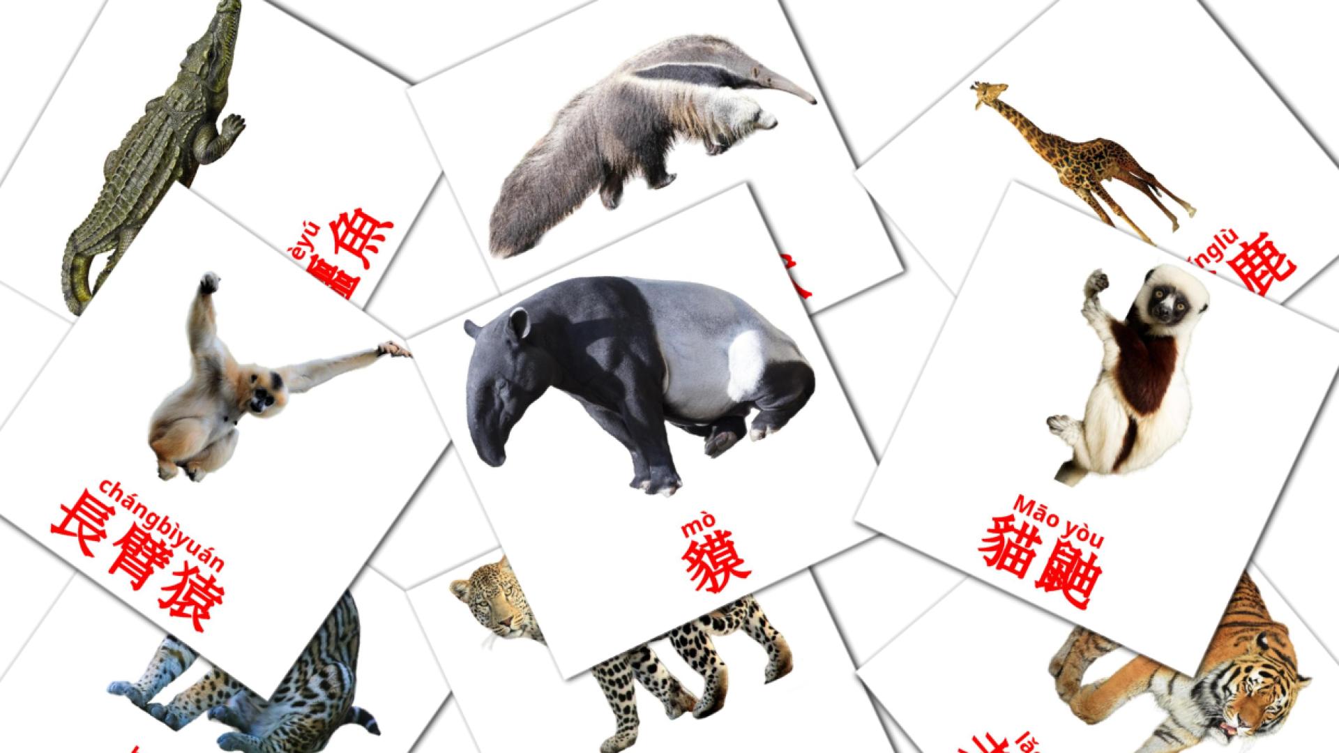 cantonés tarjetas de vocabulario en 動物