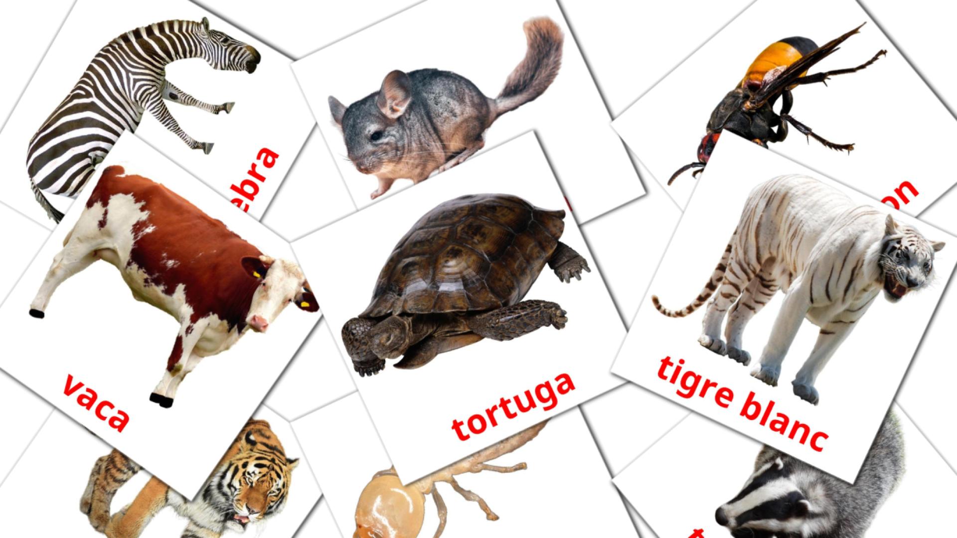 Katalanisch Animalse Vokabelkarteikarten