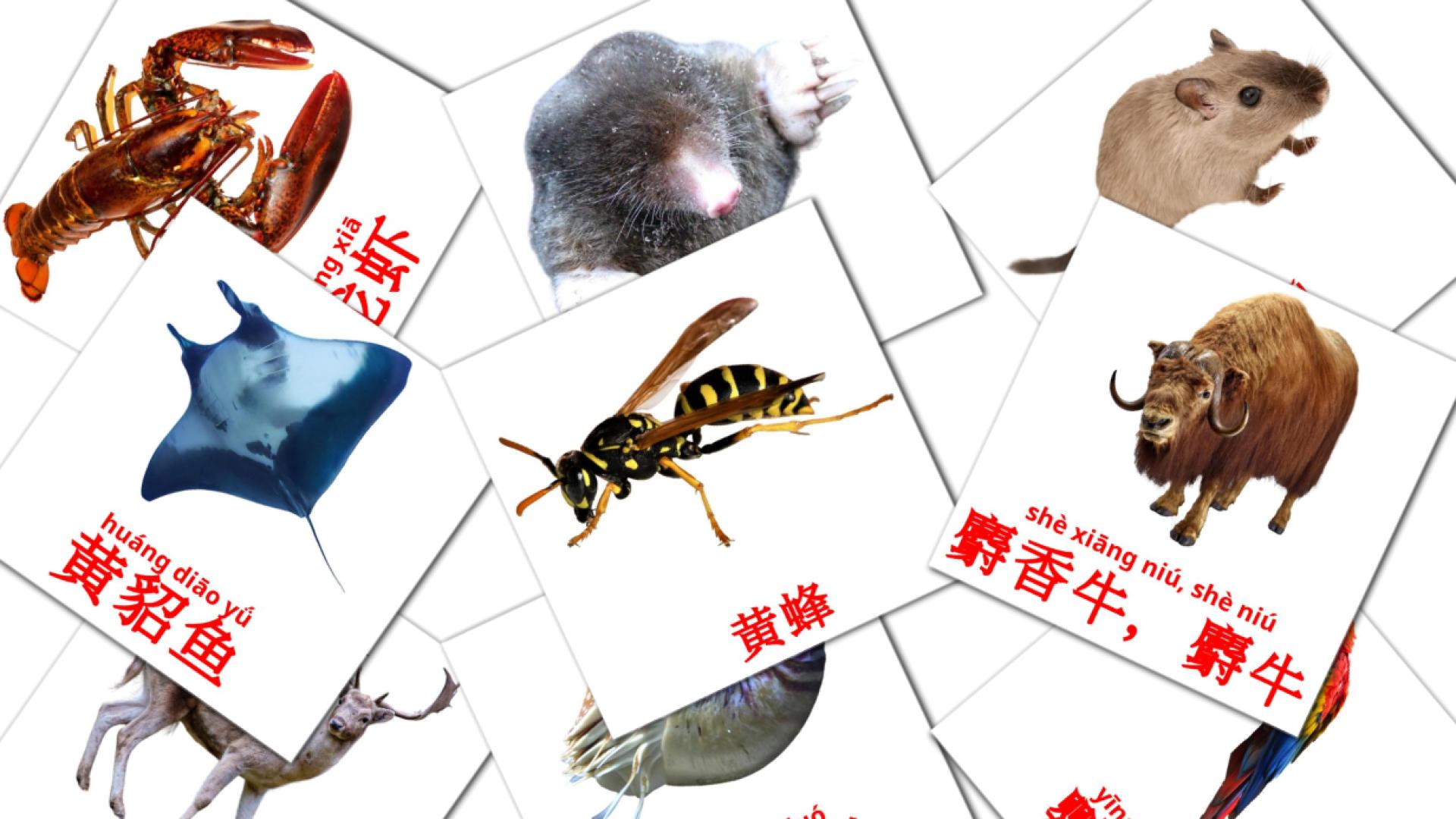 动物 chinees(vereenvoudigd) woordenschat flashcards