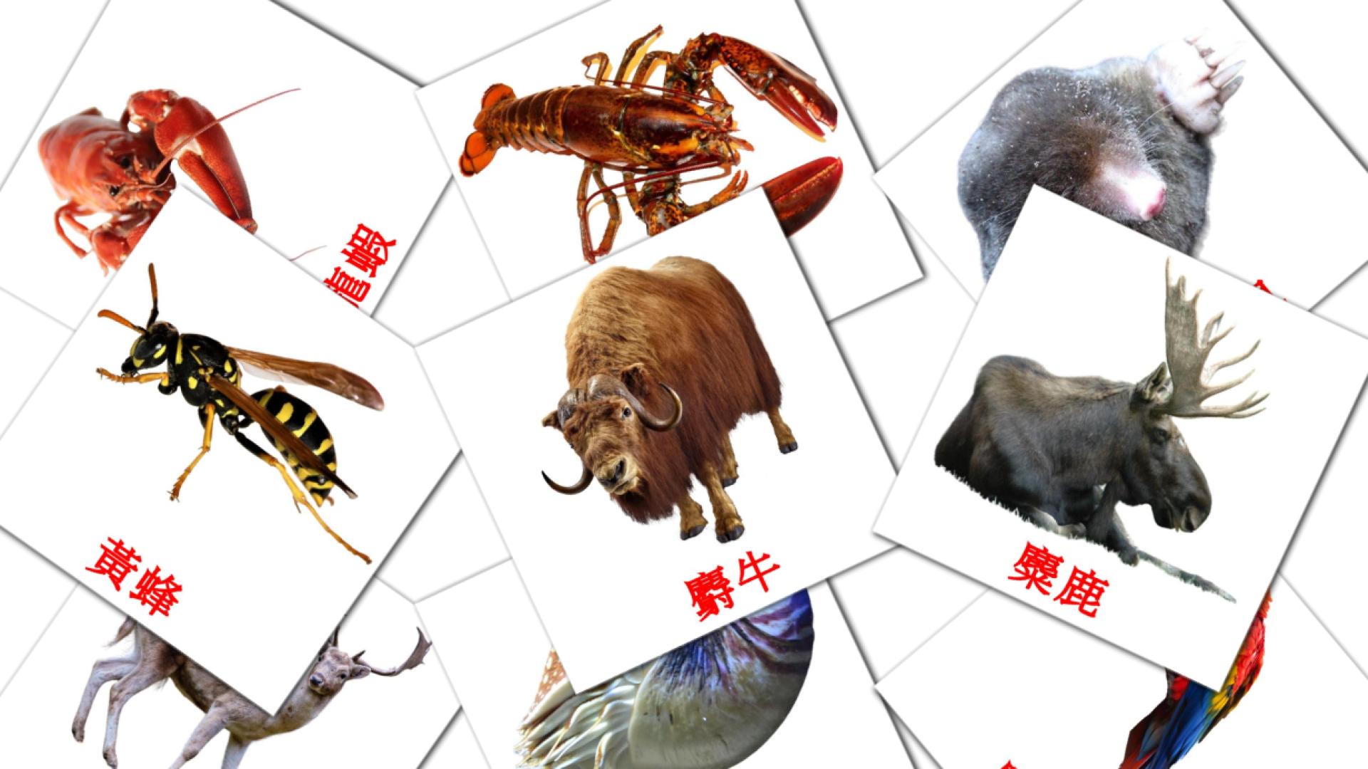 叢林動物 Vocabulário em chinês(tradicional) Flashcards