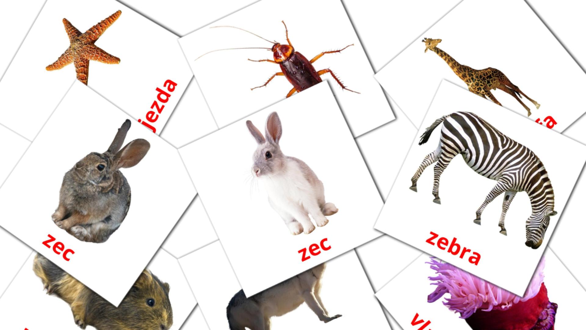 134 tarjetas didacticas de Životinje