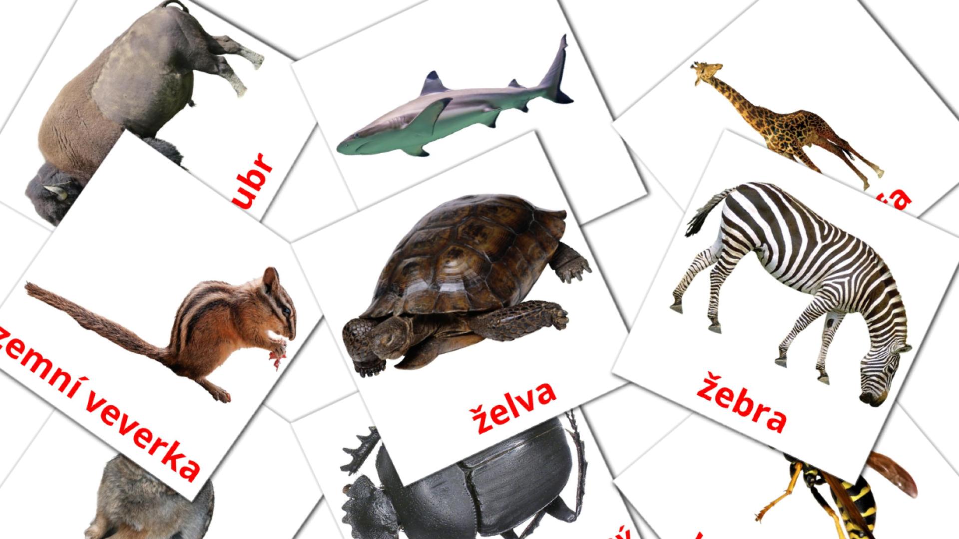 Zvířata tsjechisch woordenschat flashcards