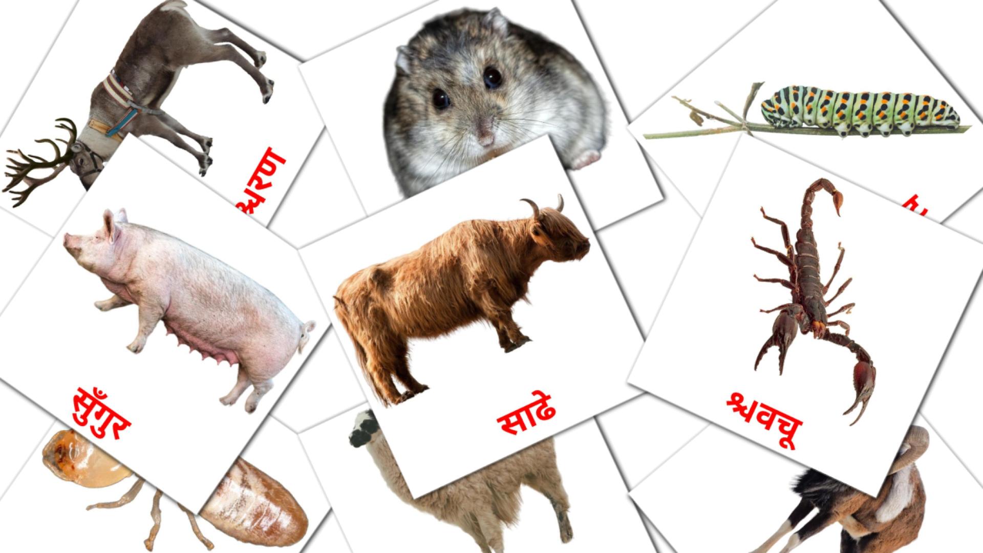जानवर devanagari woordenschat flashcards