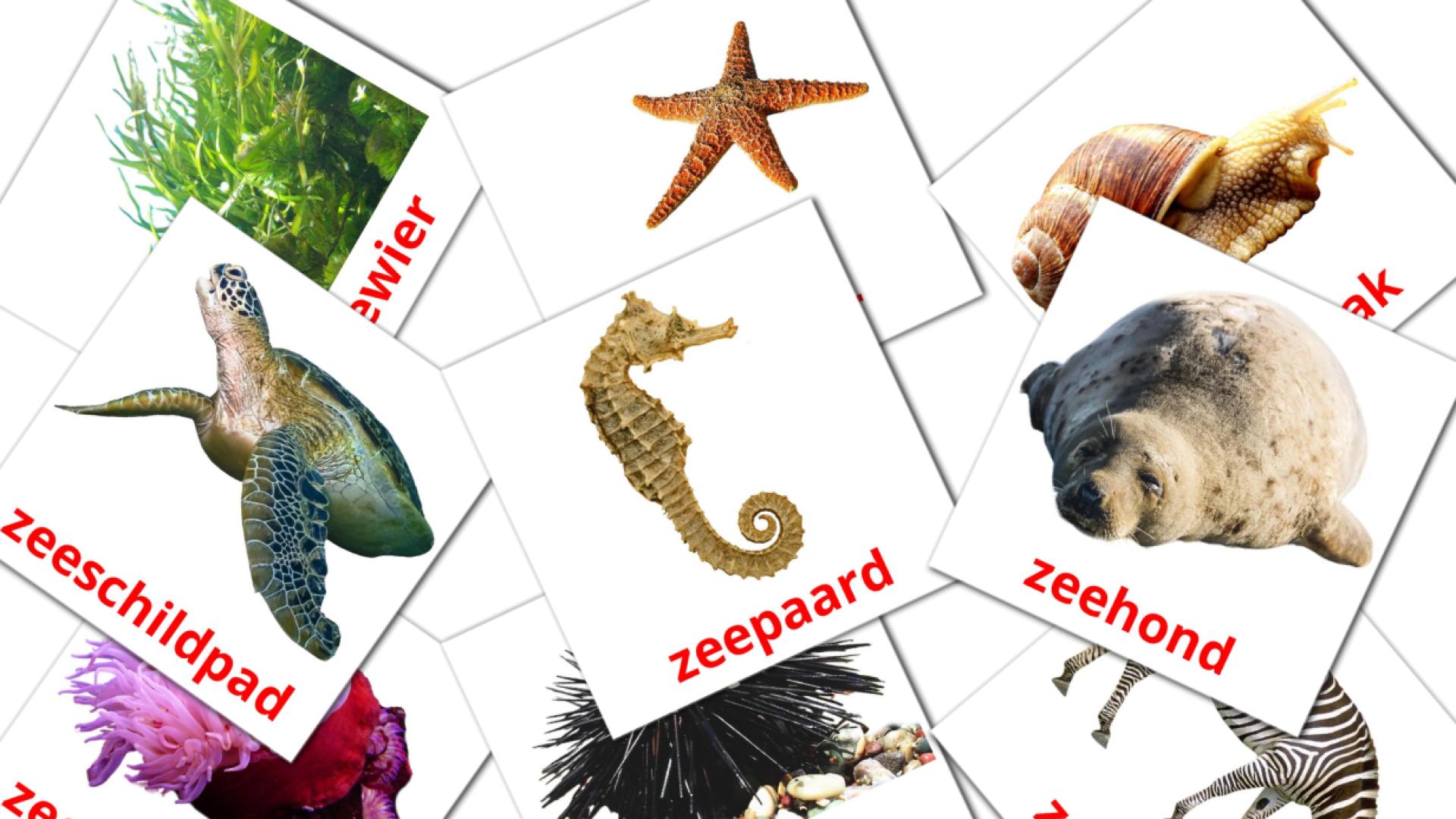holandés tarjetas de vocabulario en Dieren