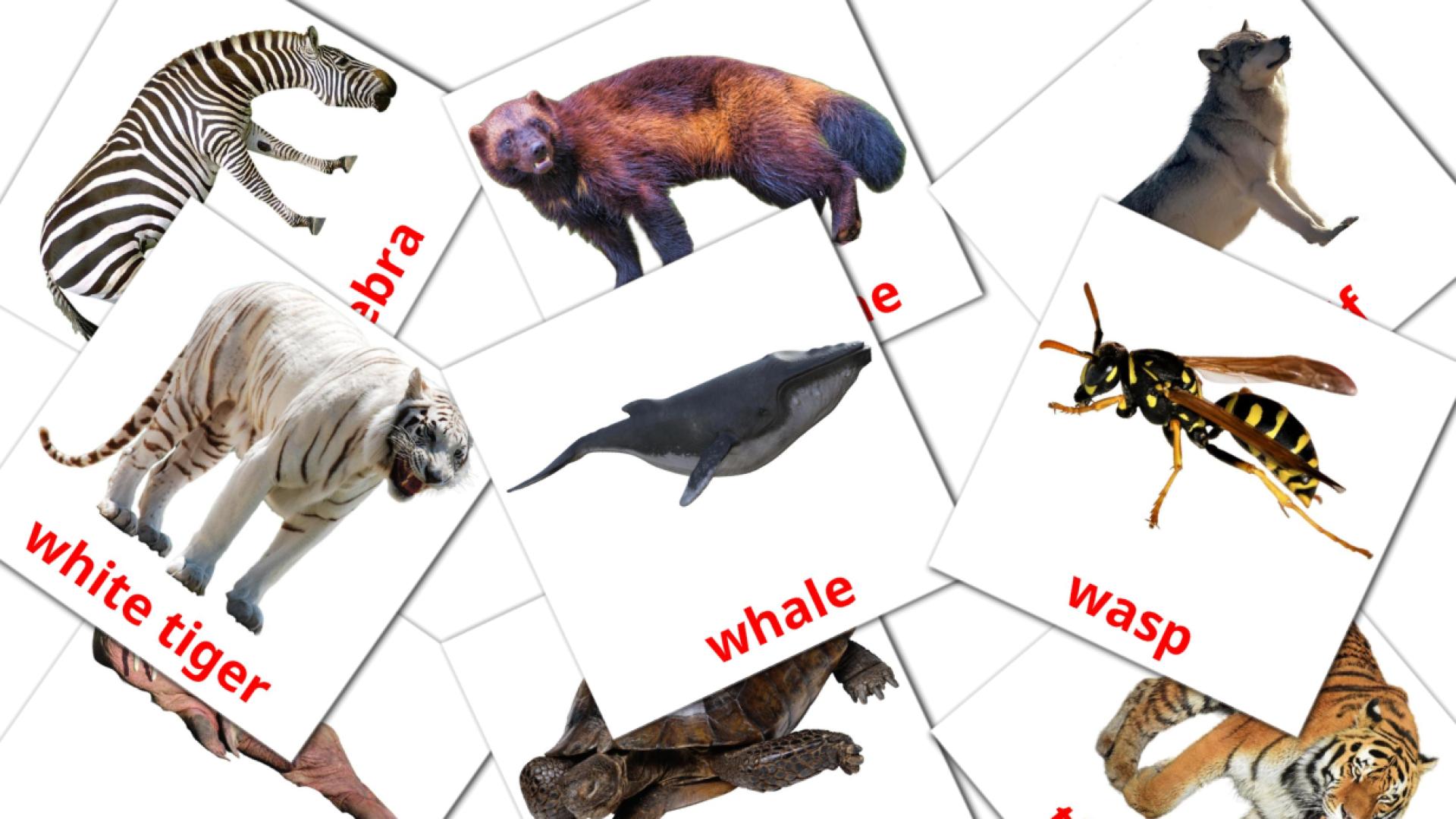 134 Bildkarten für Animals