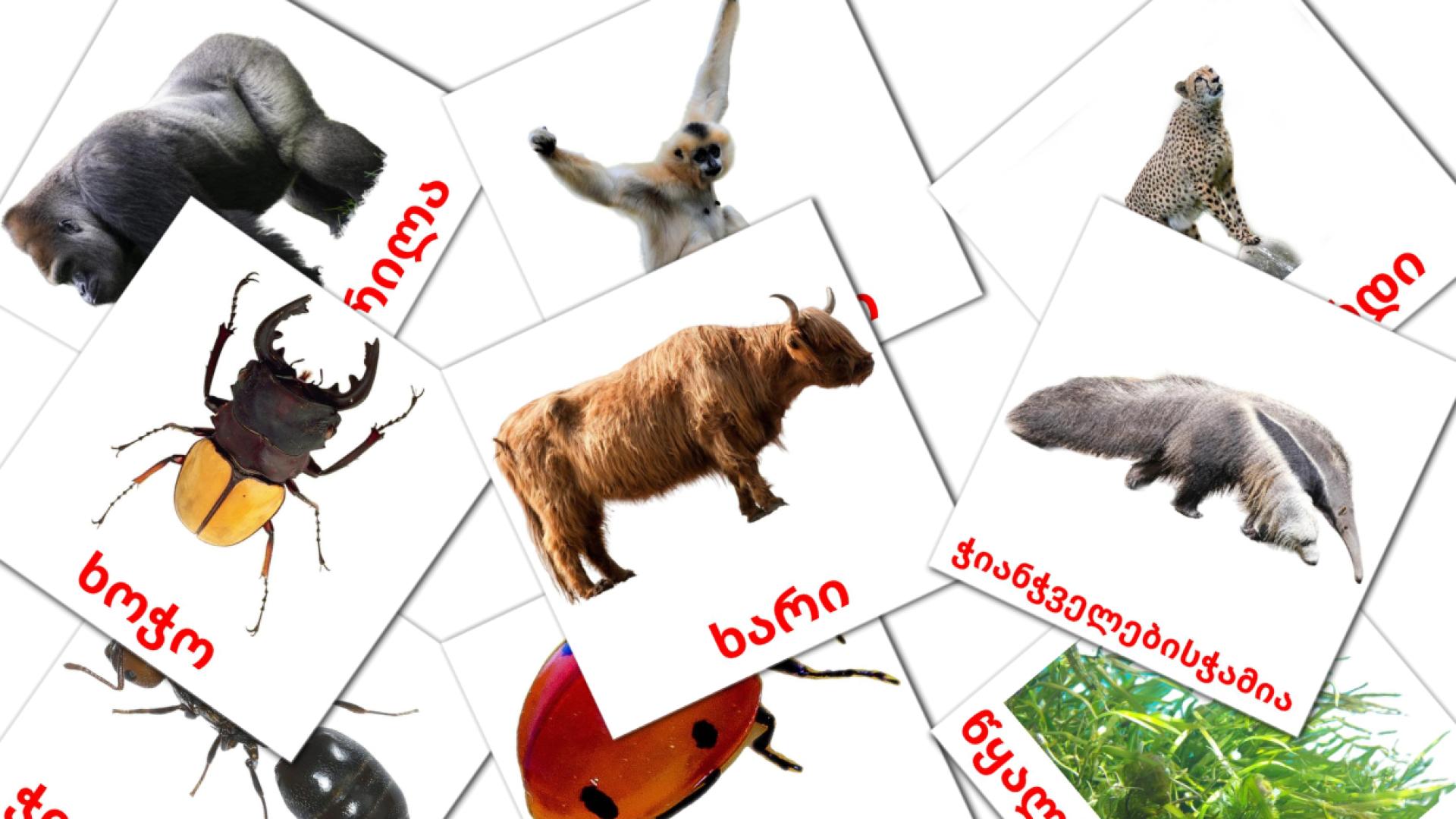 ცხოველები georgisch woordenschat flashcards