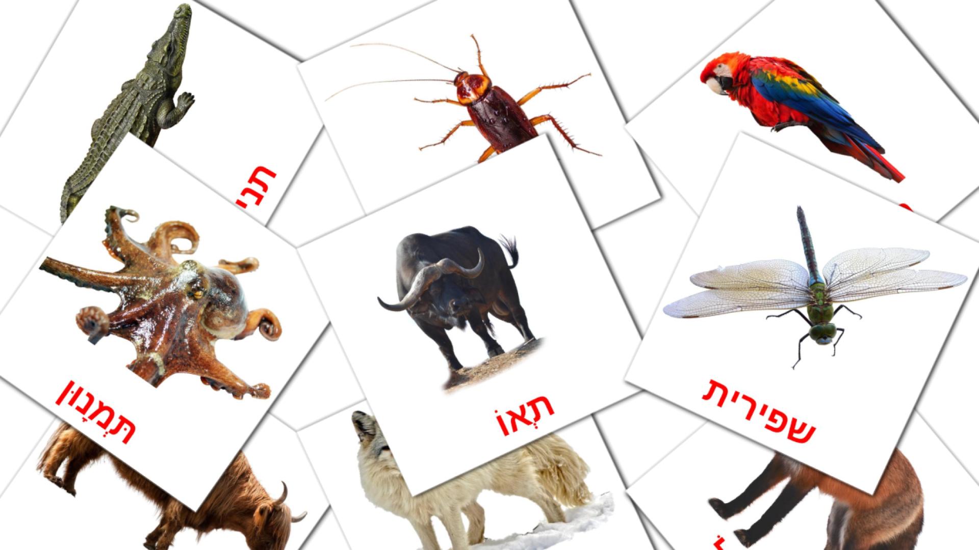 134 Bildkarten für חיות