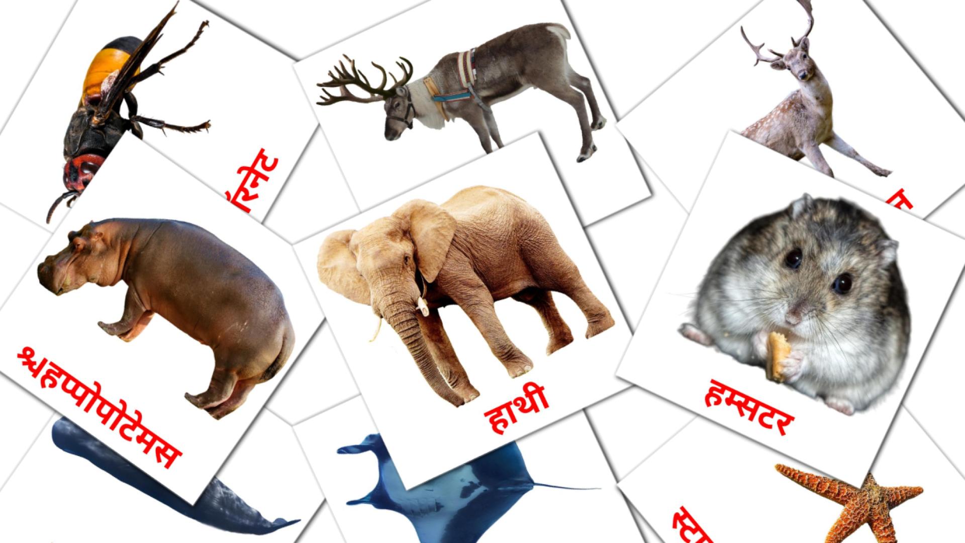 जानवर hindi woordenschat flashcards
