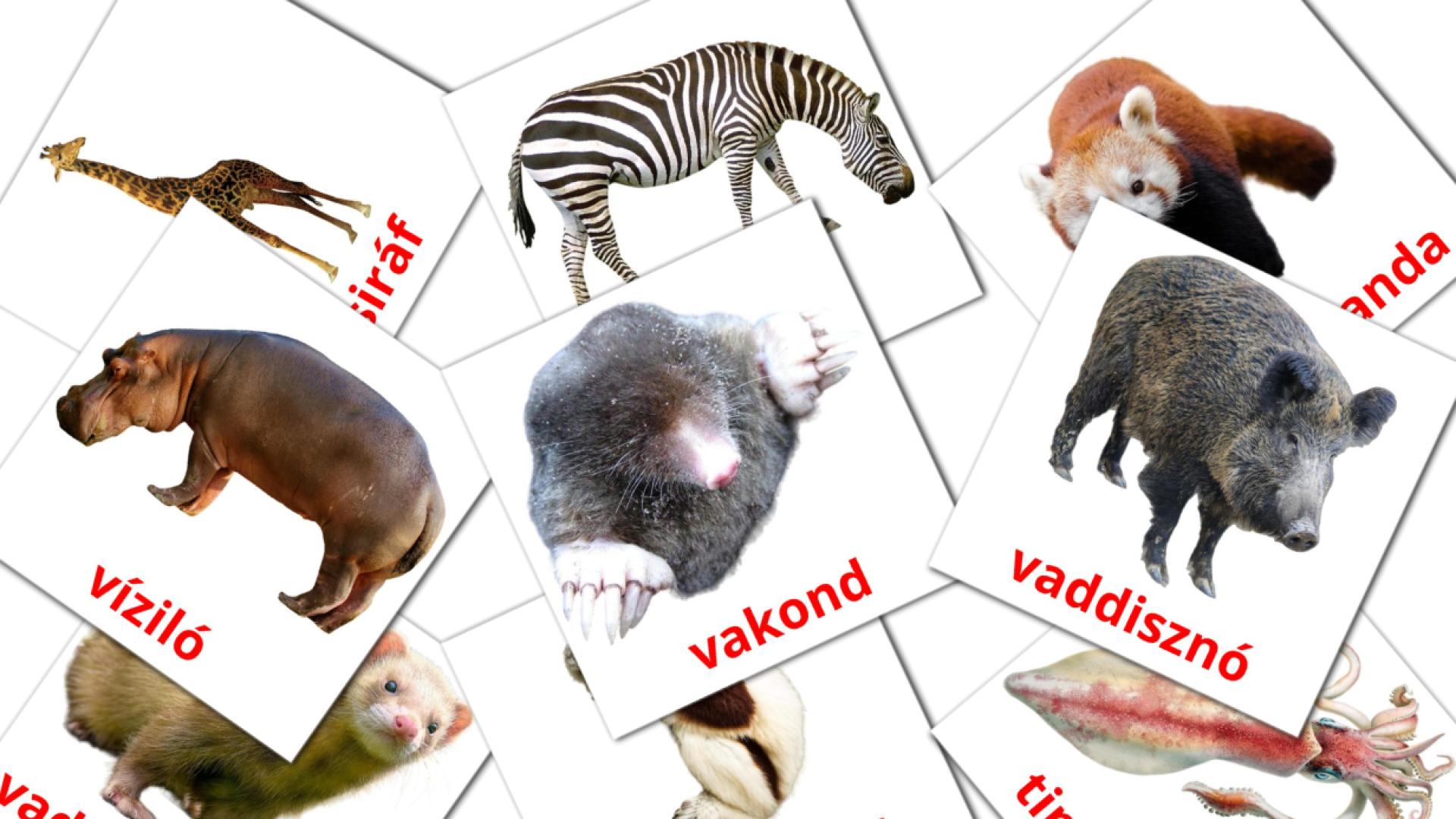 Állatok Vocabulário em hungaro Flashcards