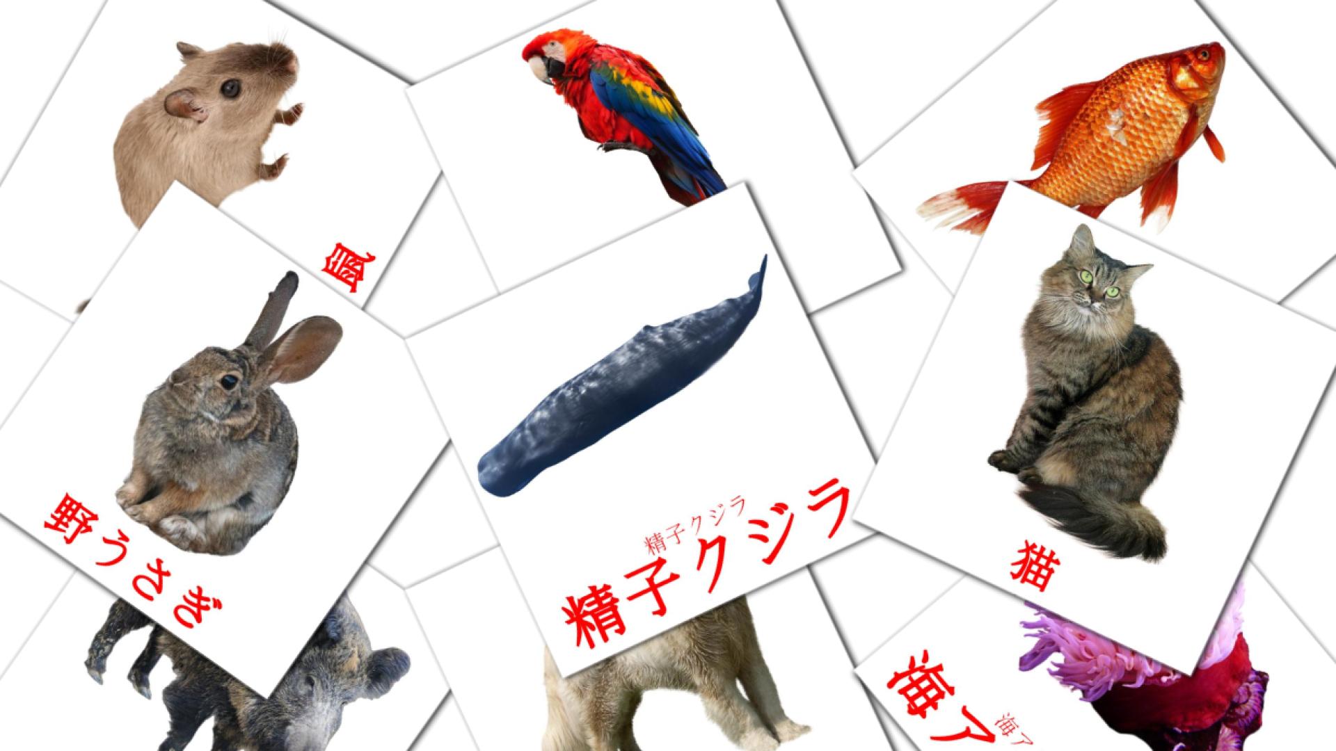 動物 - どうぶつ Vocabulário em japonesas Flashcards
