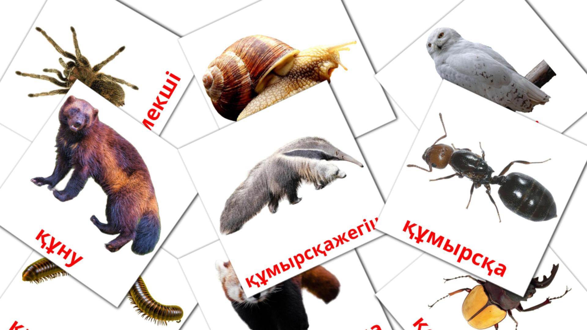 Жануарлар kazakh woordenschat flashcards