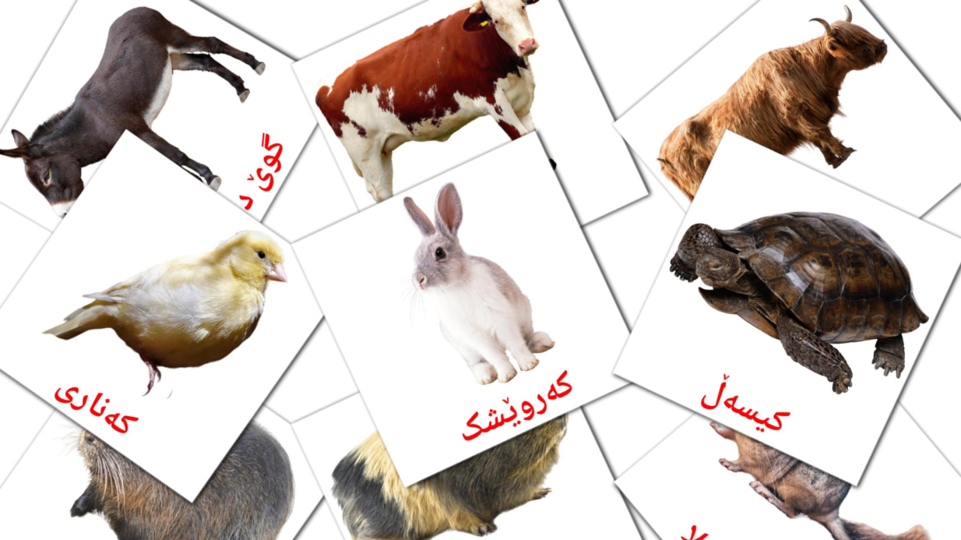 kurdo(sorani) tarjetas de vocabulario en ئاژەڵەکان 