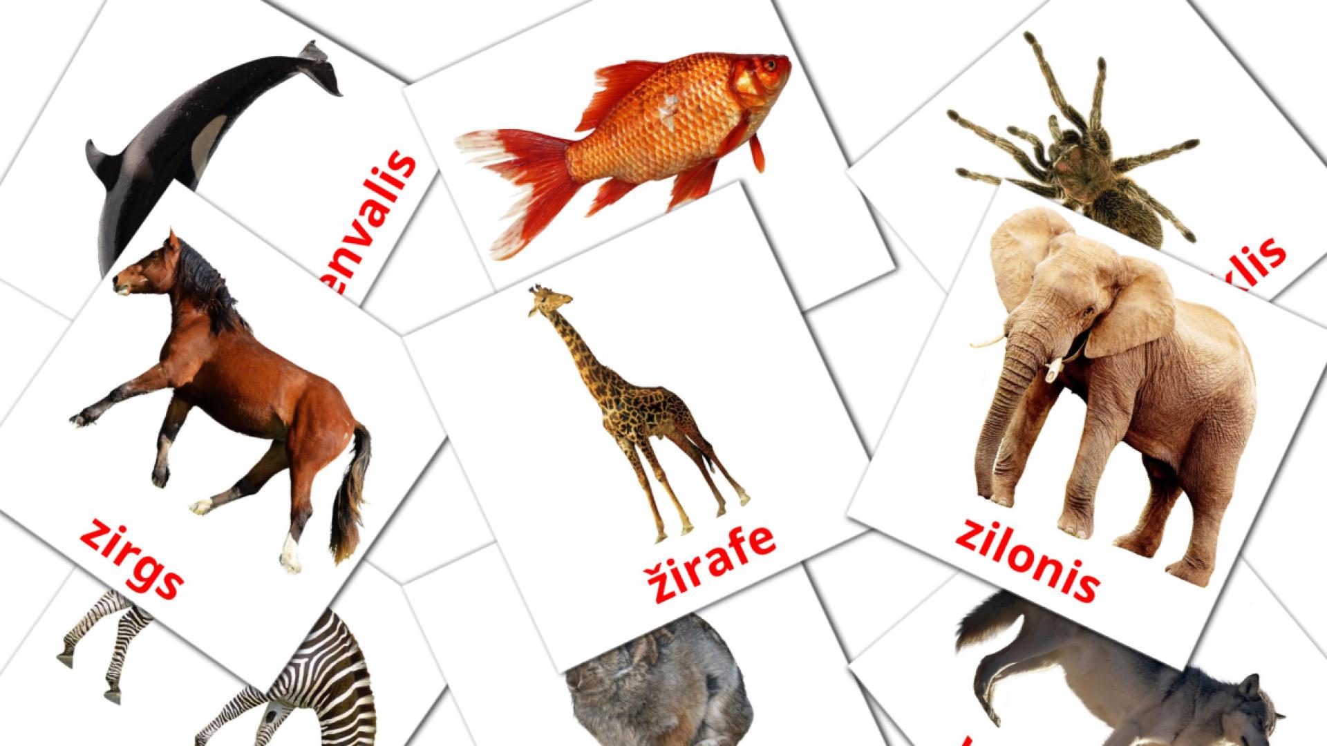 Dzīvnieki lets woordenschat flashcards