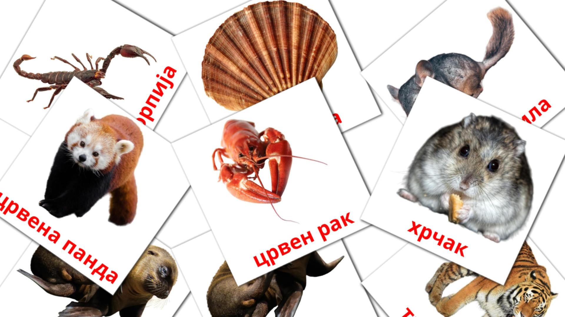 Животни Vocabulário em macedônia Flashcards
