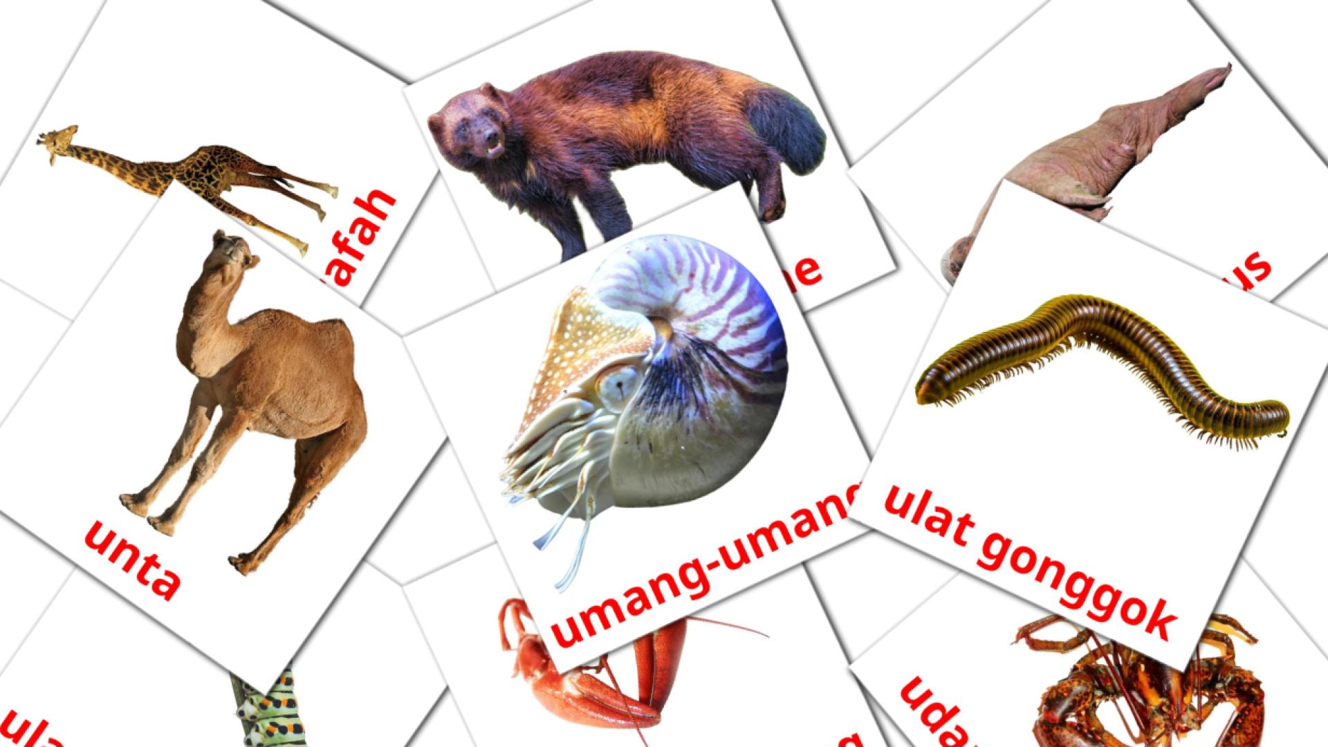 malayo tarjetas de vocabulario en Haiwan