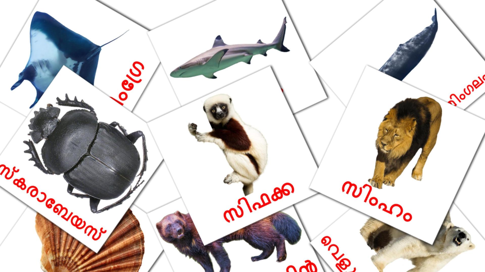 മൃഗങ്ങൾ Vocabulário em malayalam Flashcards