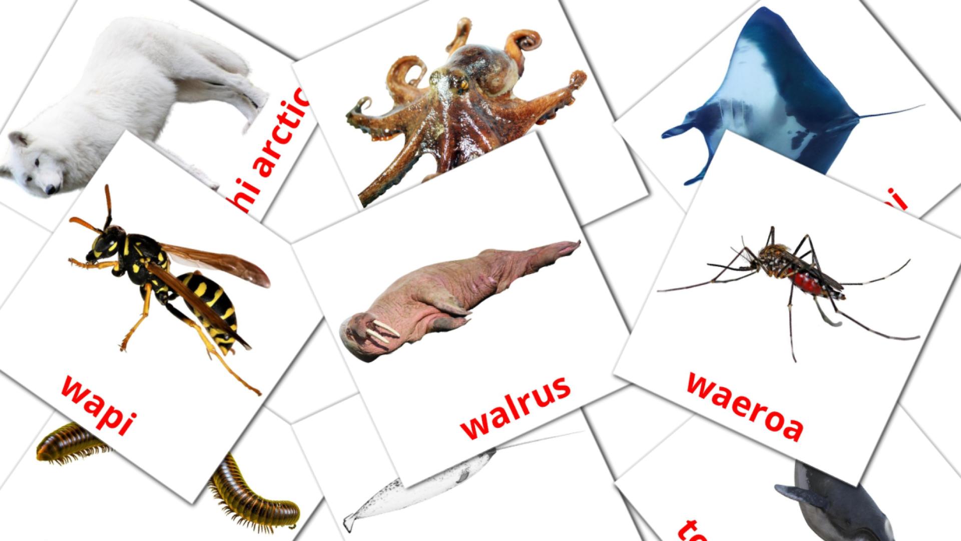 Kararehe maori woordenschat flashcards