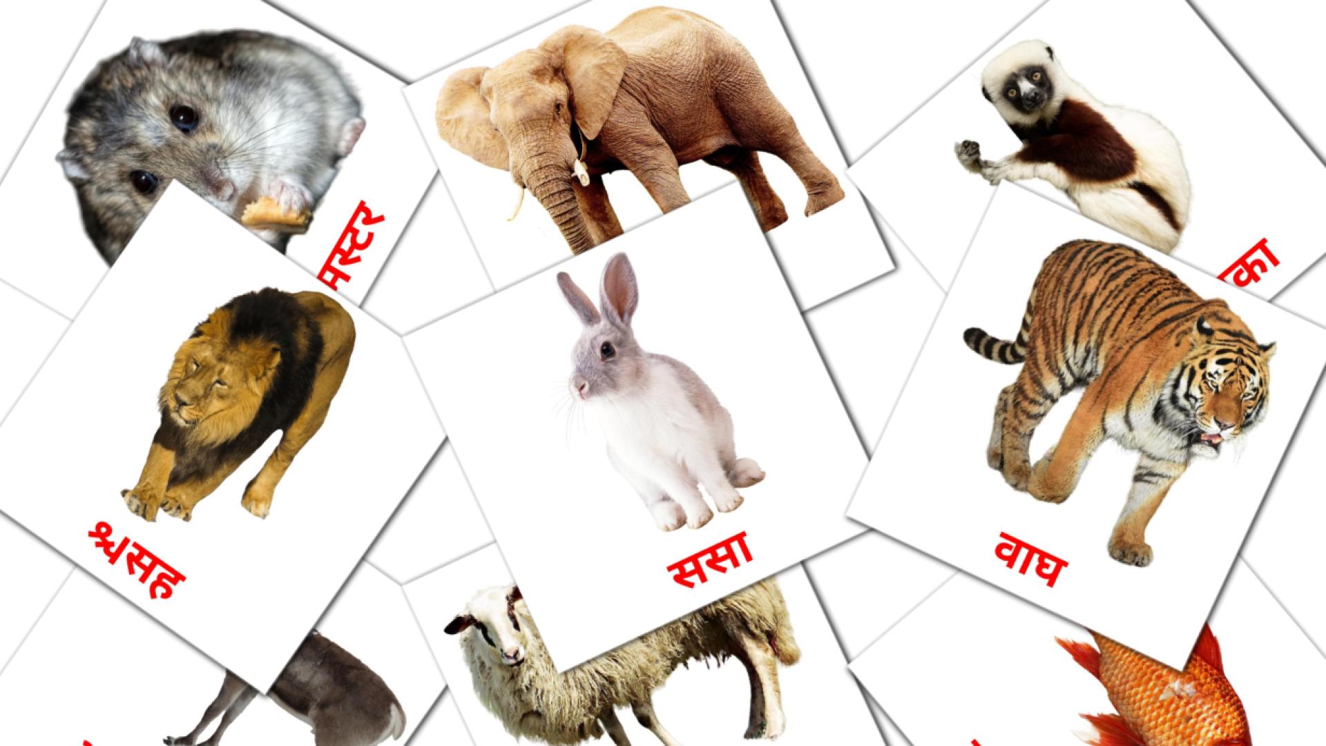 प्राणी marathi woordenschat flashcards