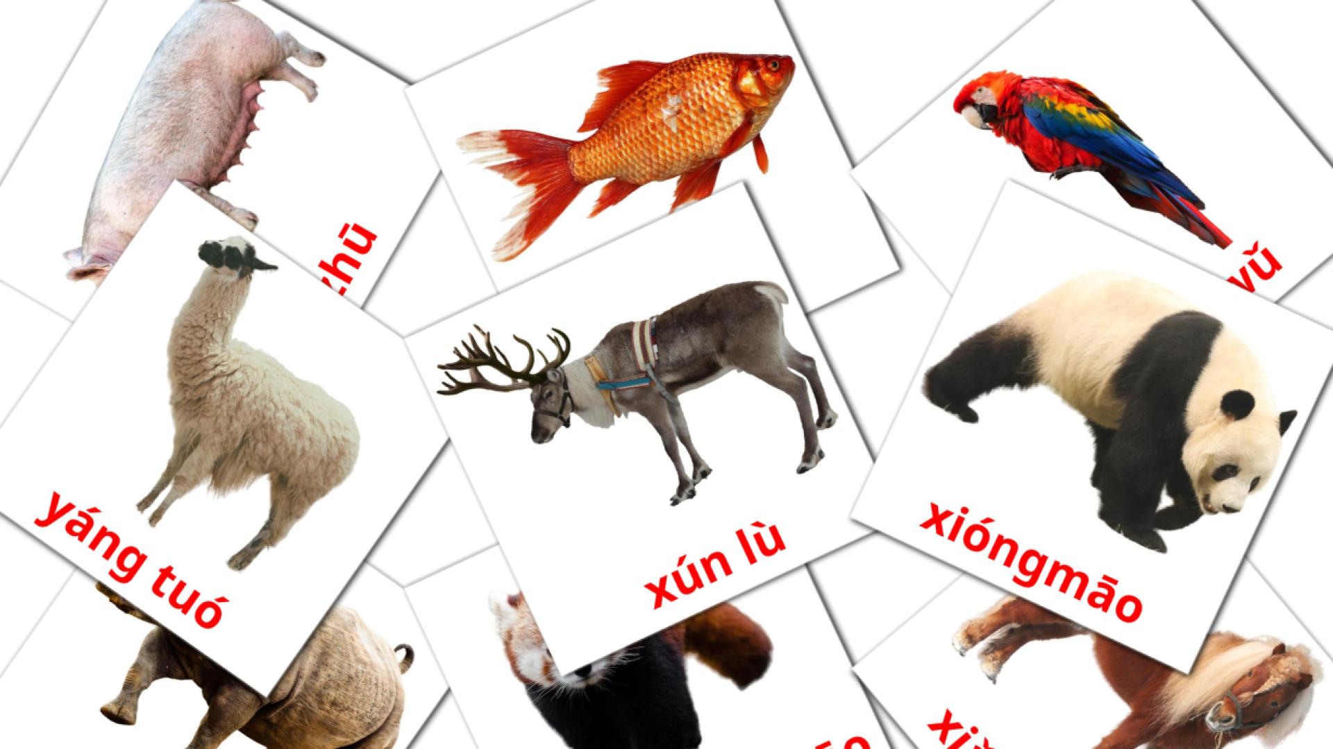 pinyin tarjetas de vocabulario en Dòngwù
