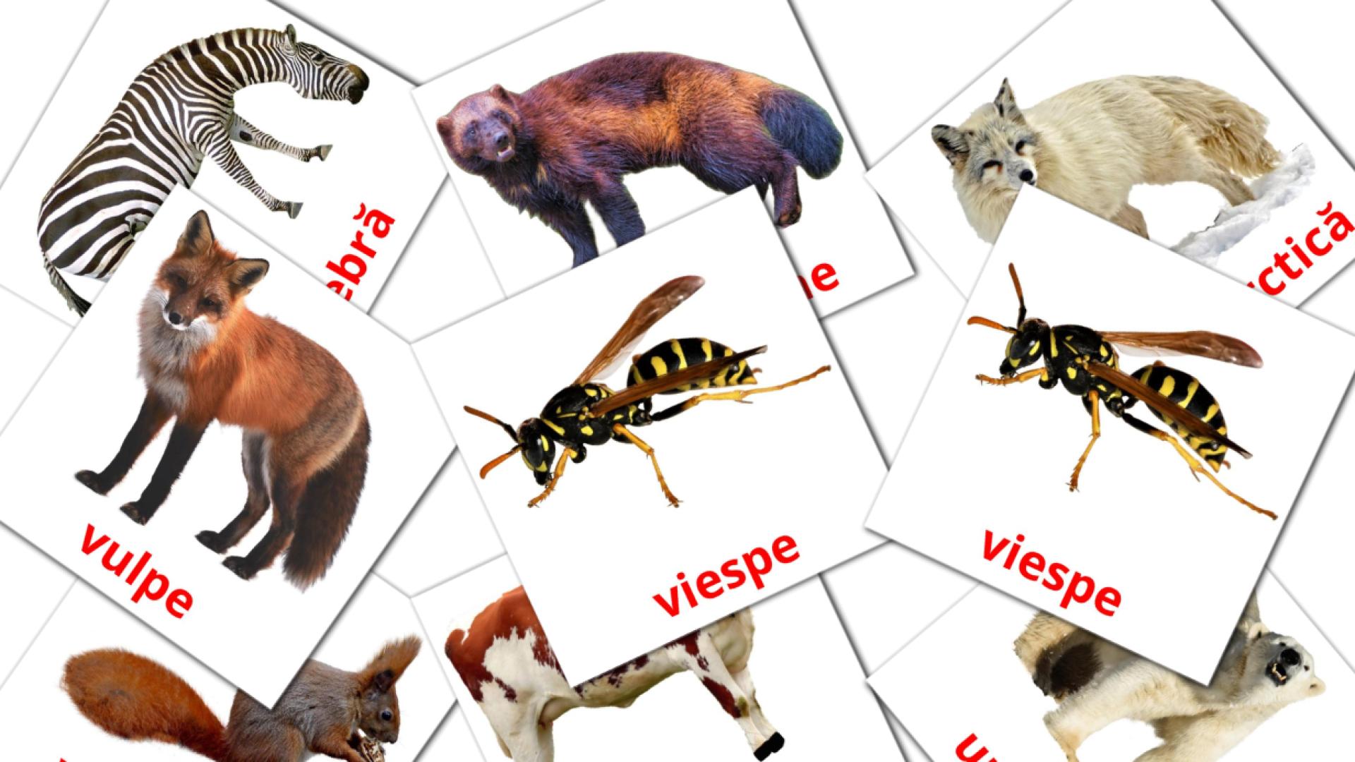 134 tarjetas didacticas de Animale