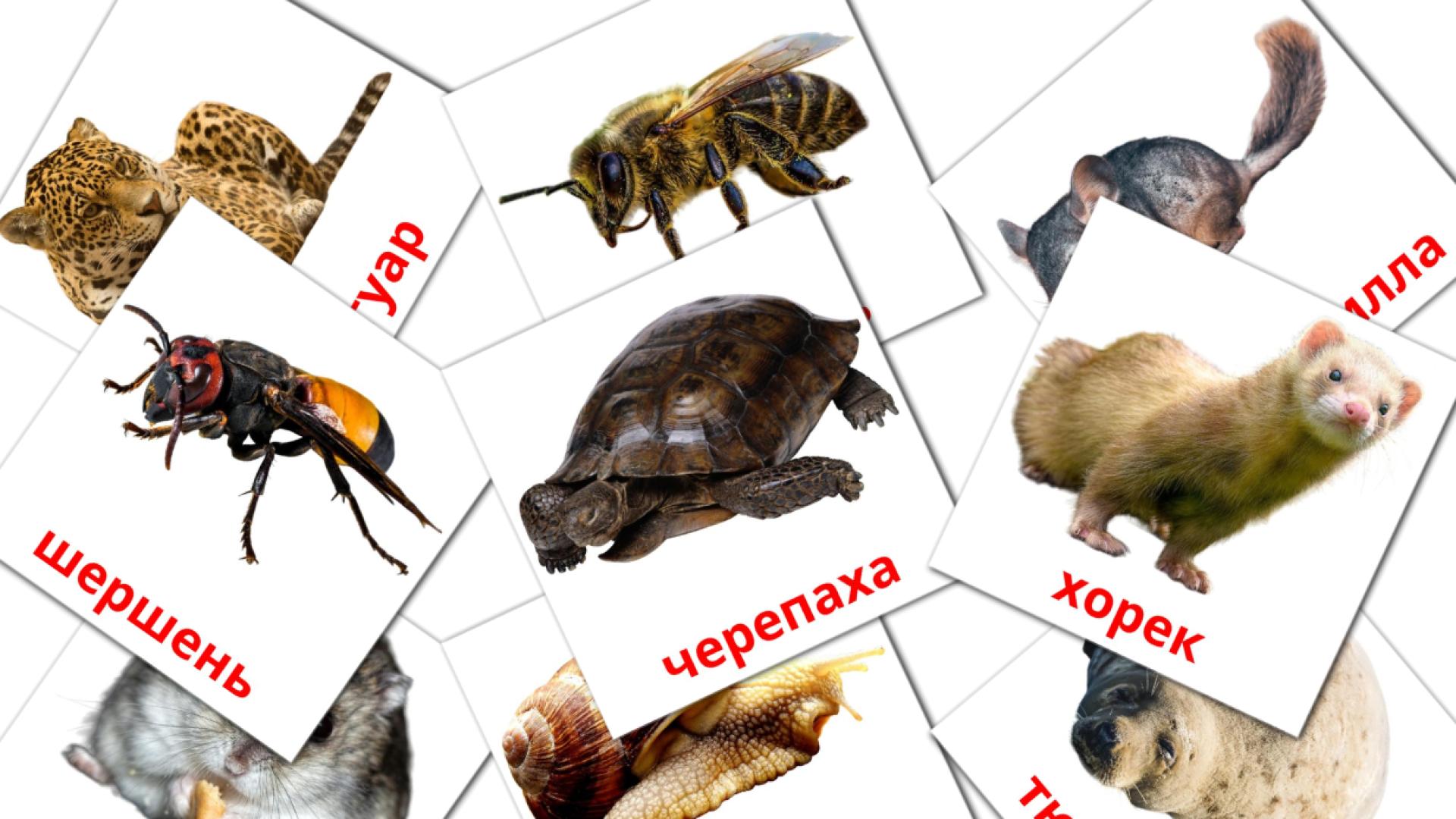 134 Bildkarten für Животные
