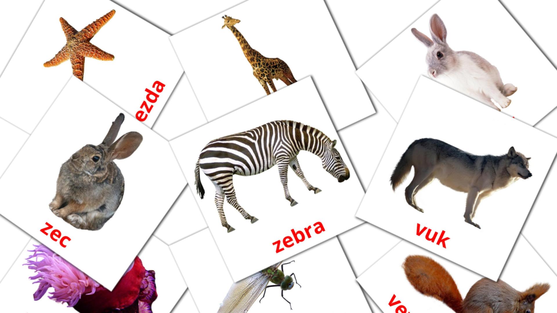 serbio tarjetas de vocabulario en Životinje
