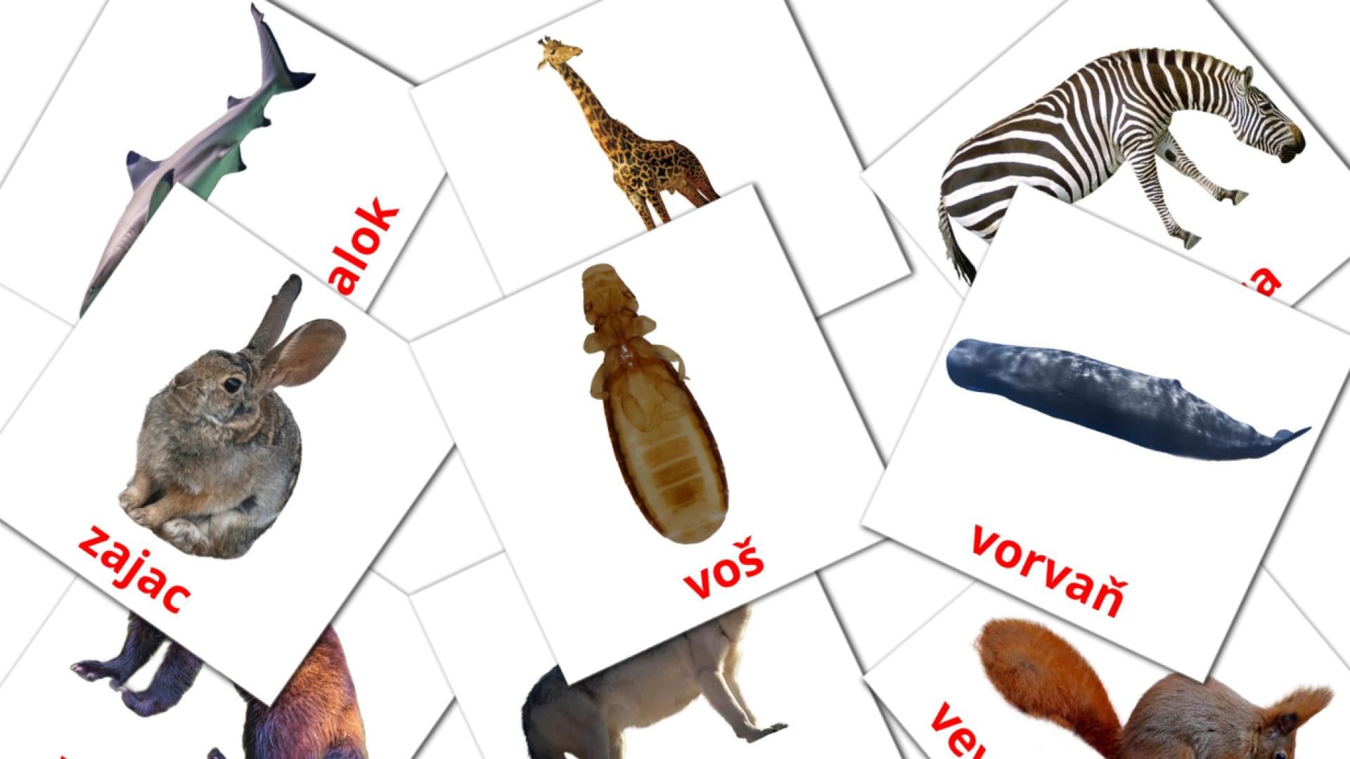 134 Bildkarten für Zvieratá