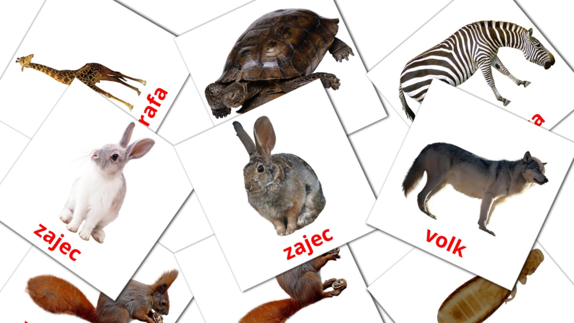 Živali sloveens woordenschat flashcards