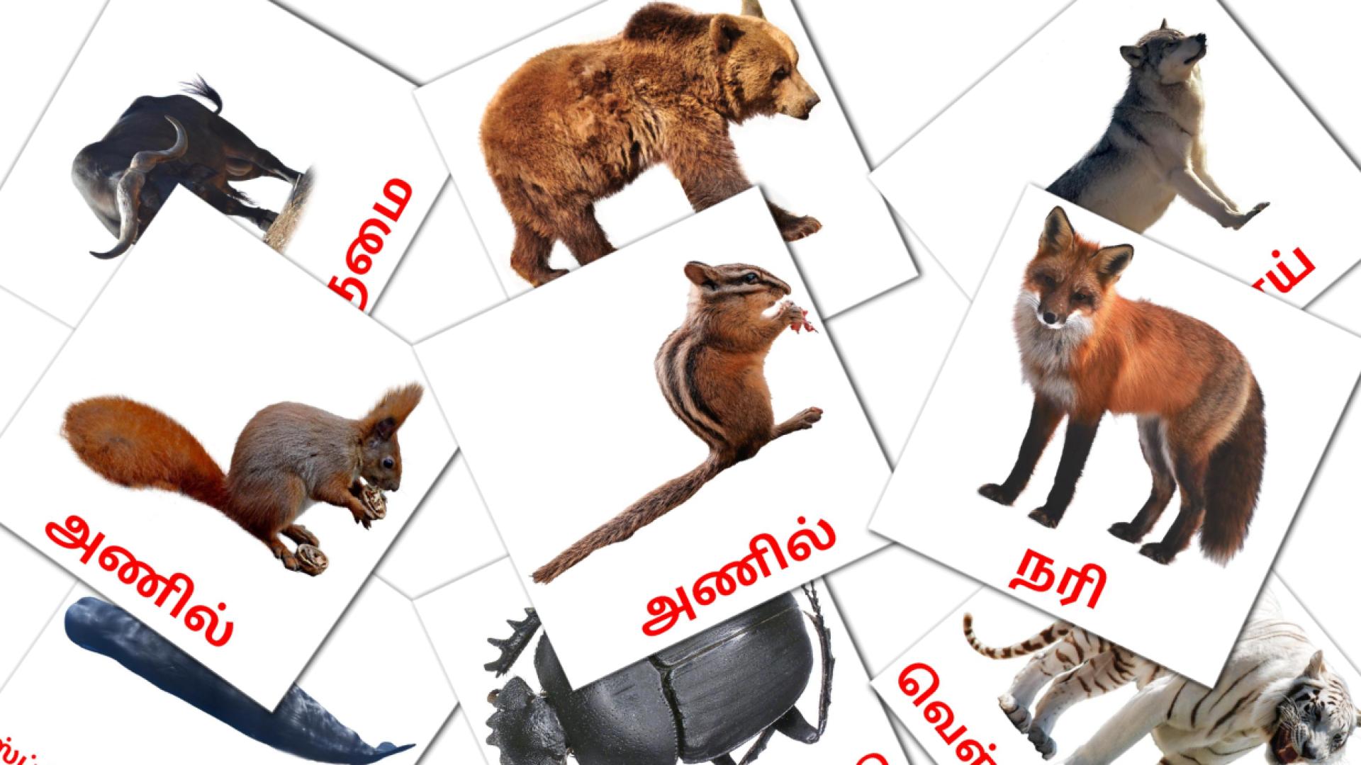 விலங்குகள் tamil woordenschat flashcards