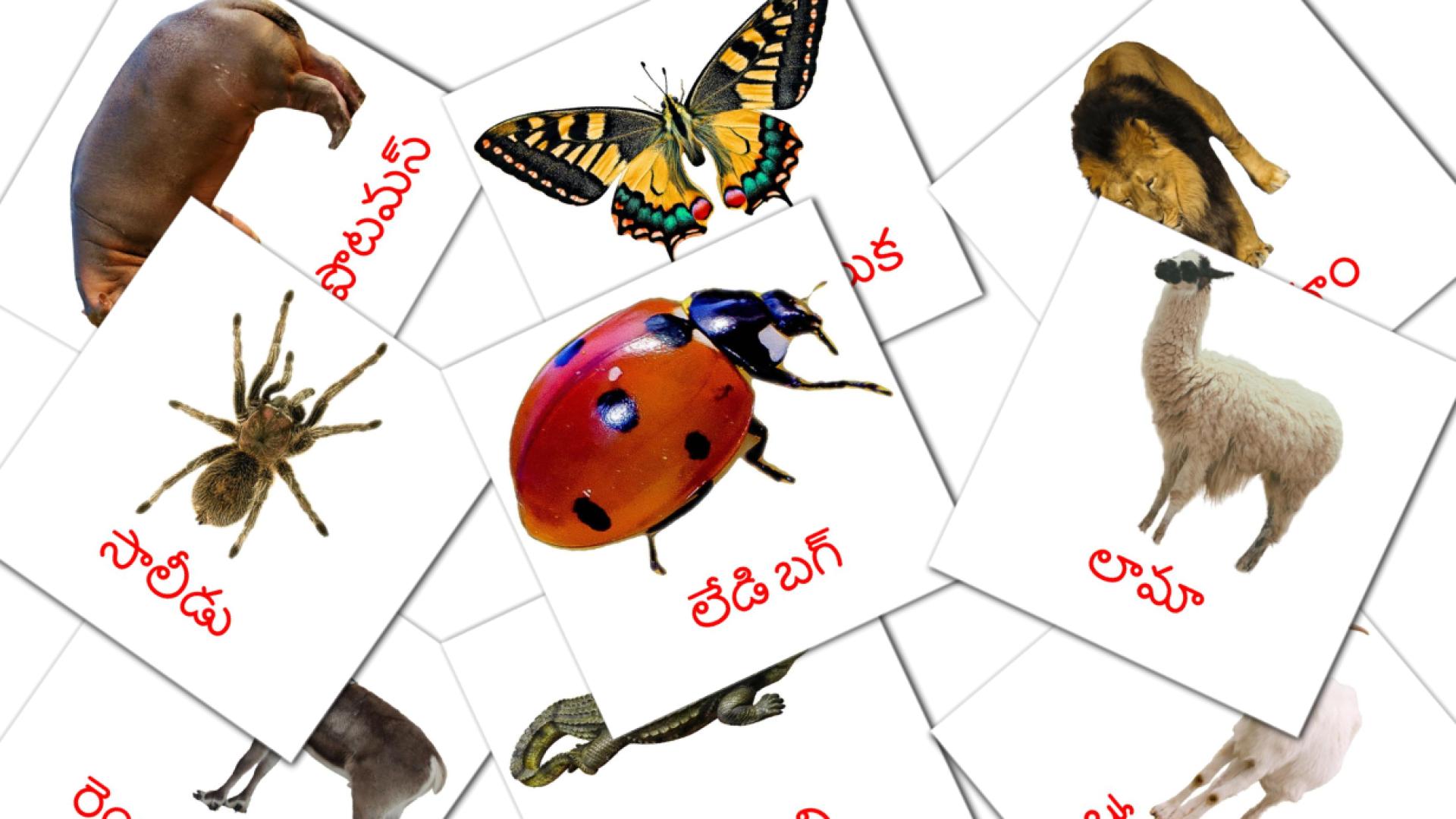 జంతువులు telugu woordenschat flashcards