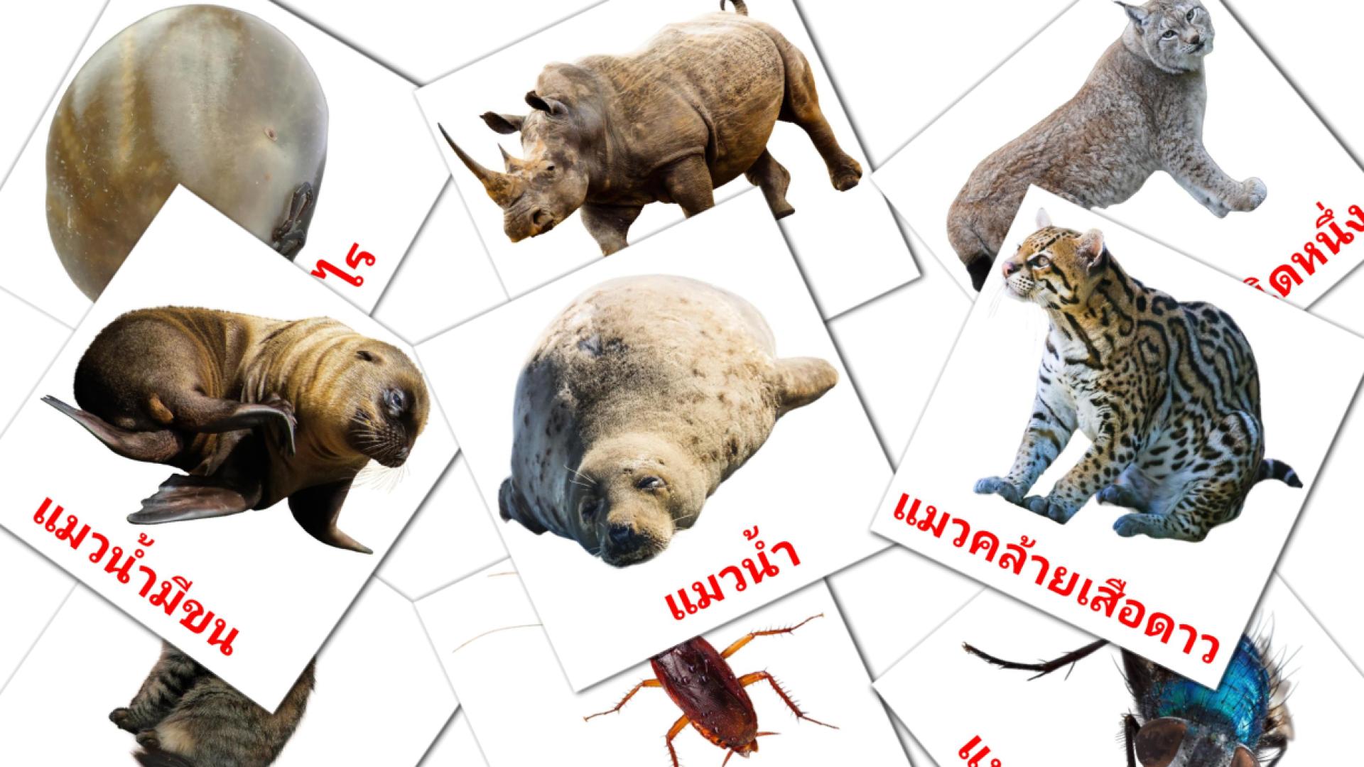 สัตว์โลก Vocabulário em thai Flashcards