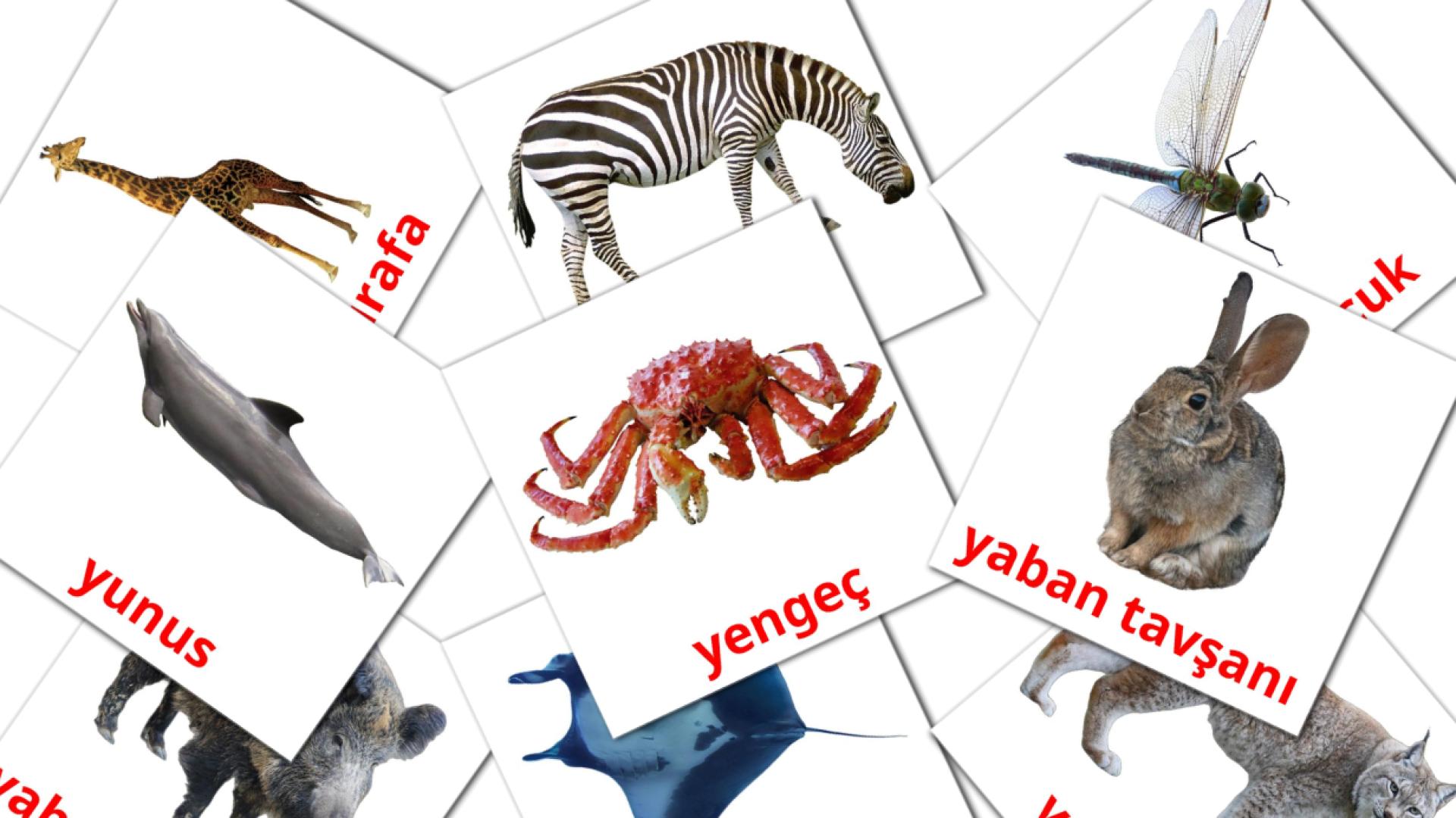 Hayvanlar Vocabulário em turco Flashcards