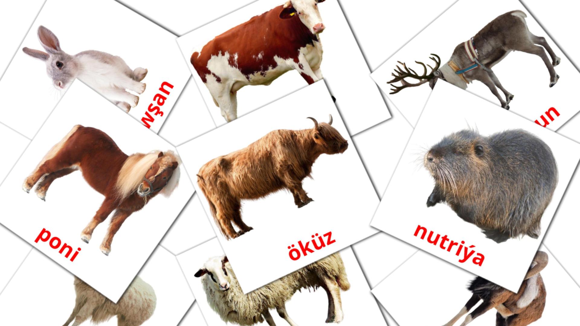 Haýwanlar turken woordenschat flashcards