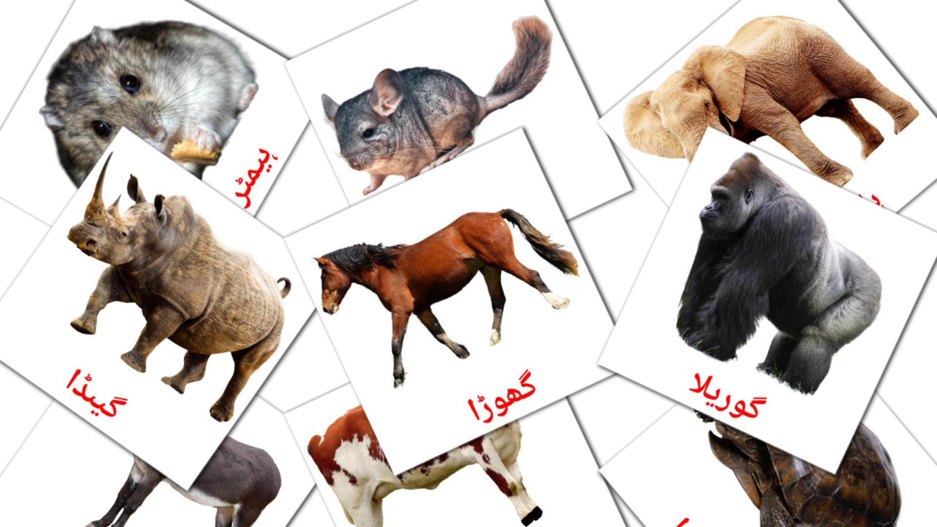 جانور urdu woordenschat flashcards