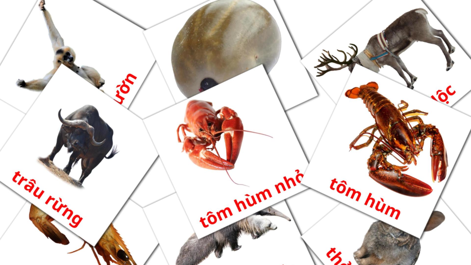 134 tarjetas didacticas de động vật