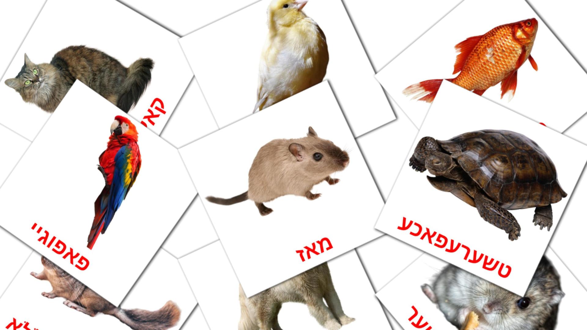yiddish tarjetas de vocabulario en חיות