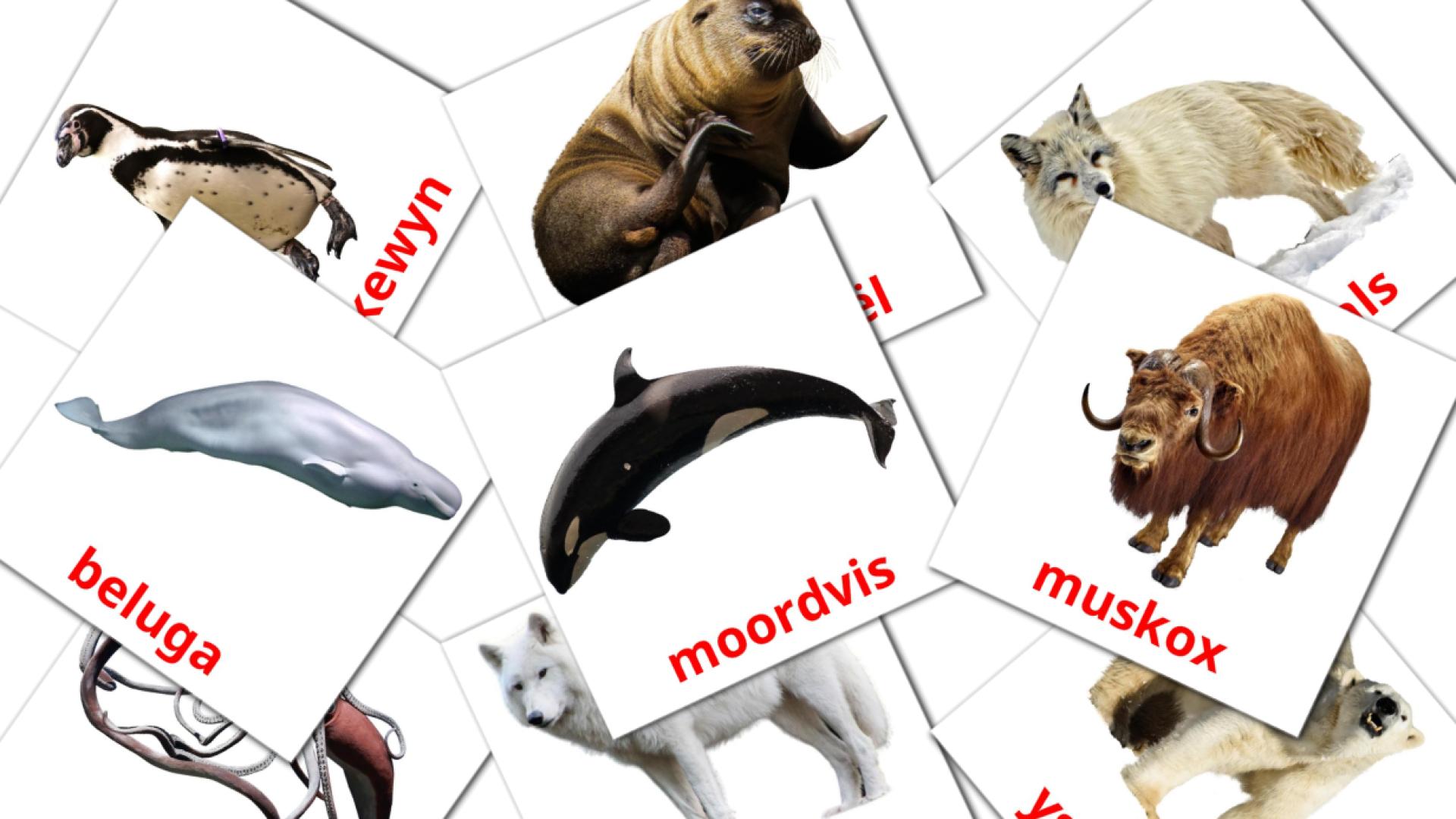 Animales del Ártico - tarjetas de vocabulario en afrikáans