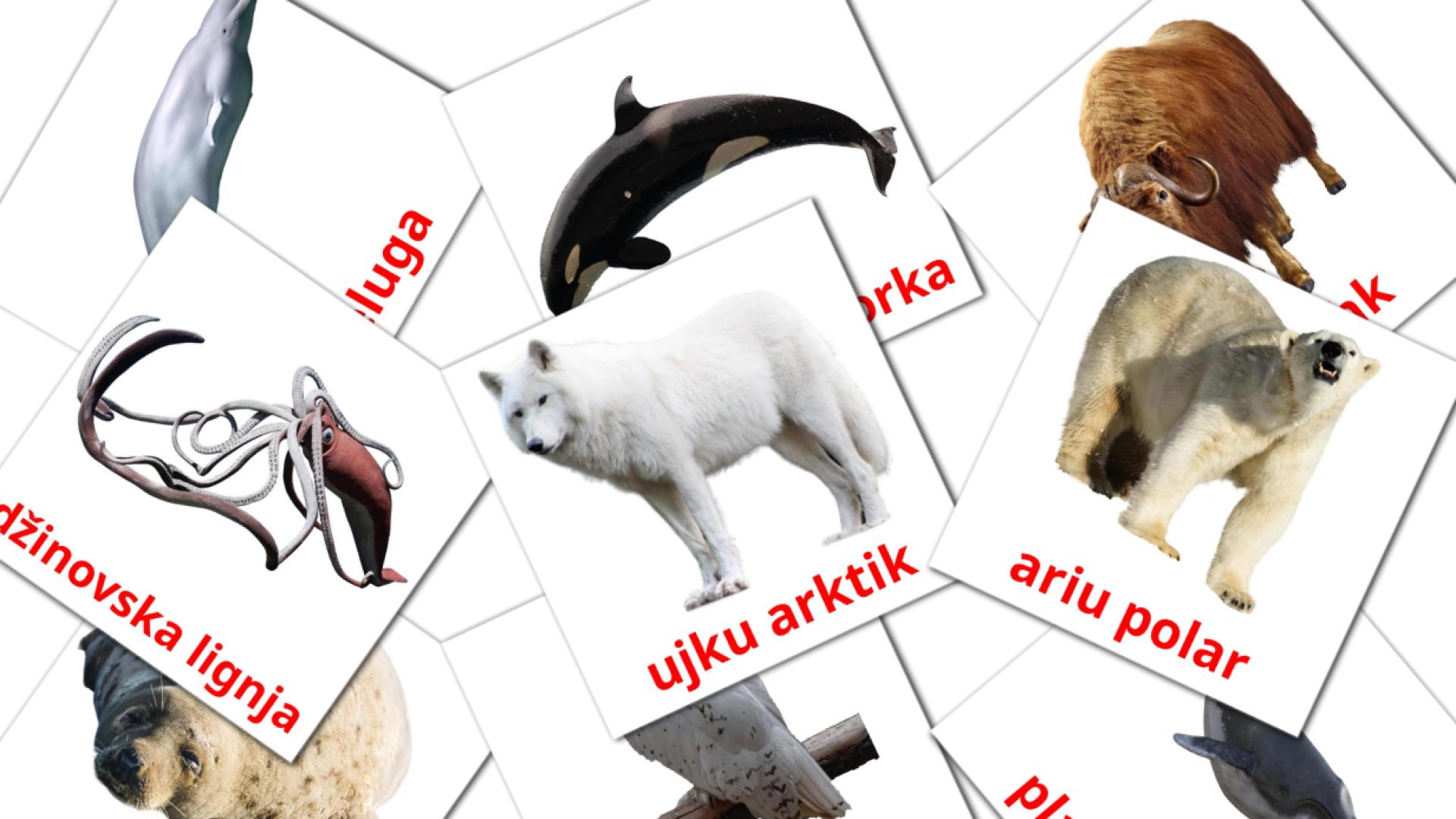Animais do Ártico - Cartões de vocabulário albanês