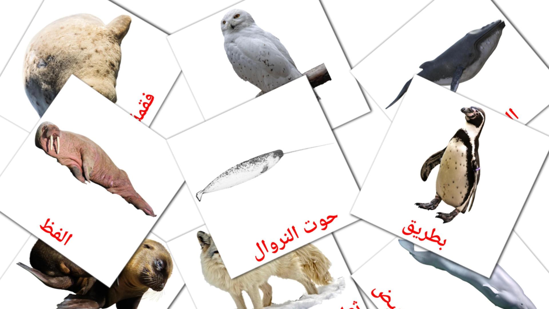 Animais do Ártico - Cartões de vocabulário árabe