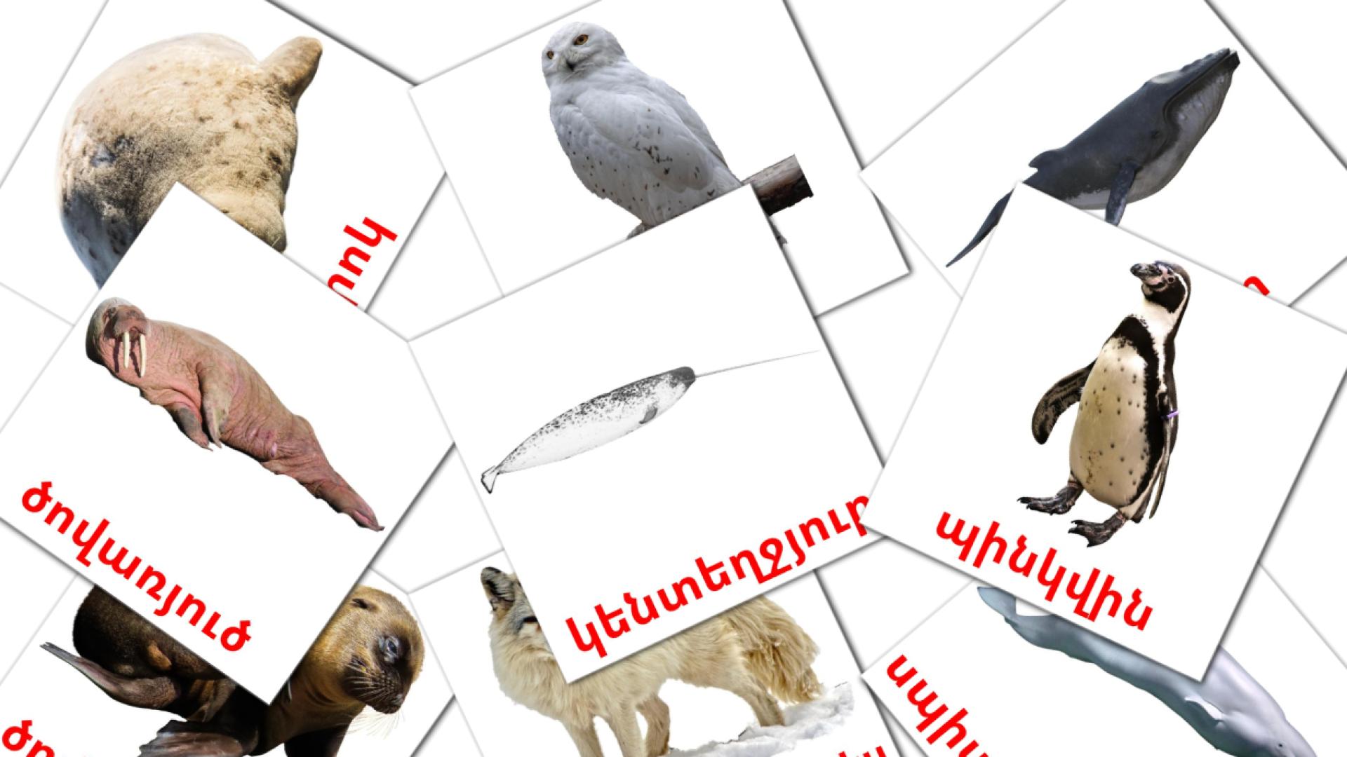 Animales del Ártico - tarjetas de vocabulario en armenio