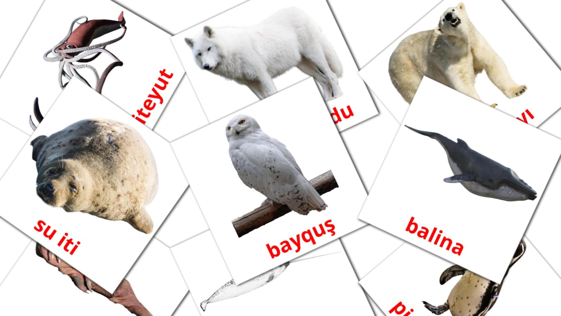 Arctische dieren - azerbeidzjaanse woordenschatkaarten