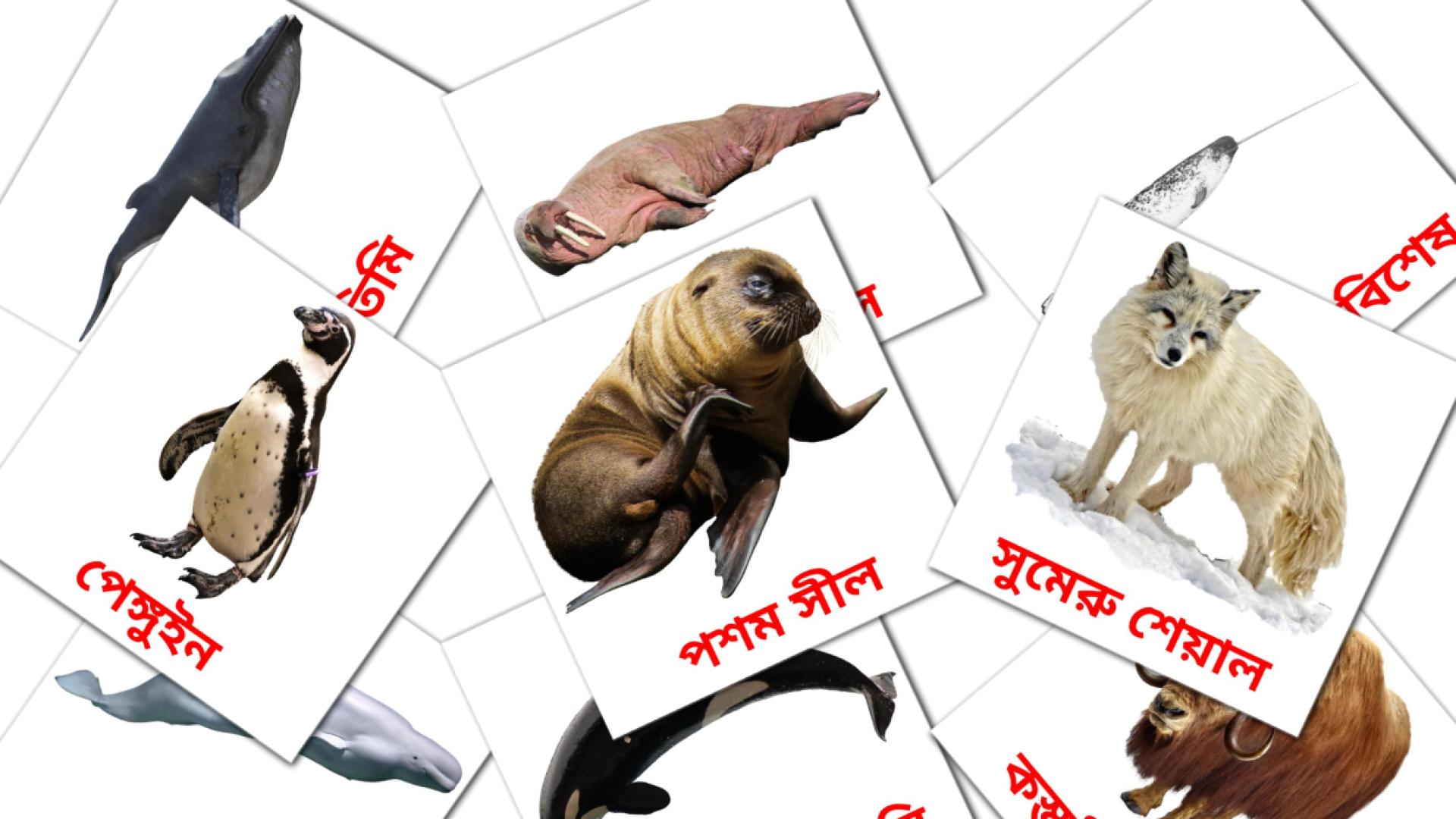 14 Bildkarten für আর্কটিক প্রাণী